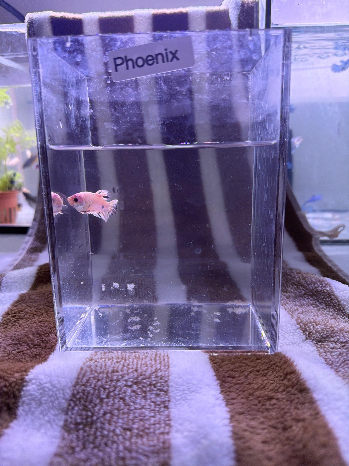 Phoenix — Male betta fish