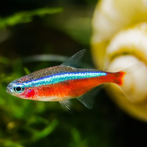 Neon tetra (Mixed) — Red, Blue, White Male community fish