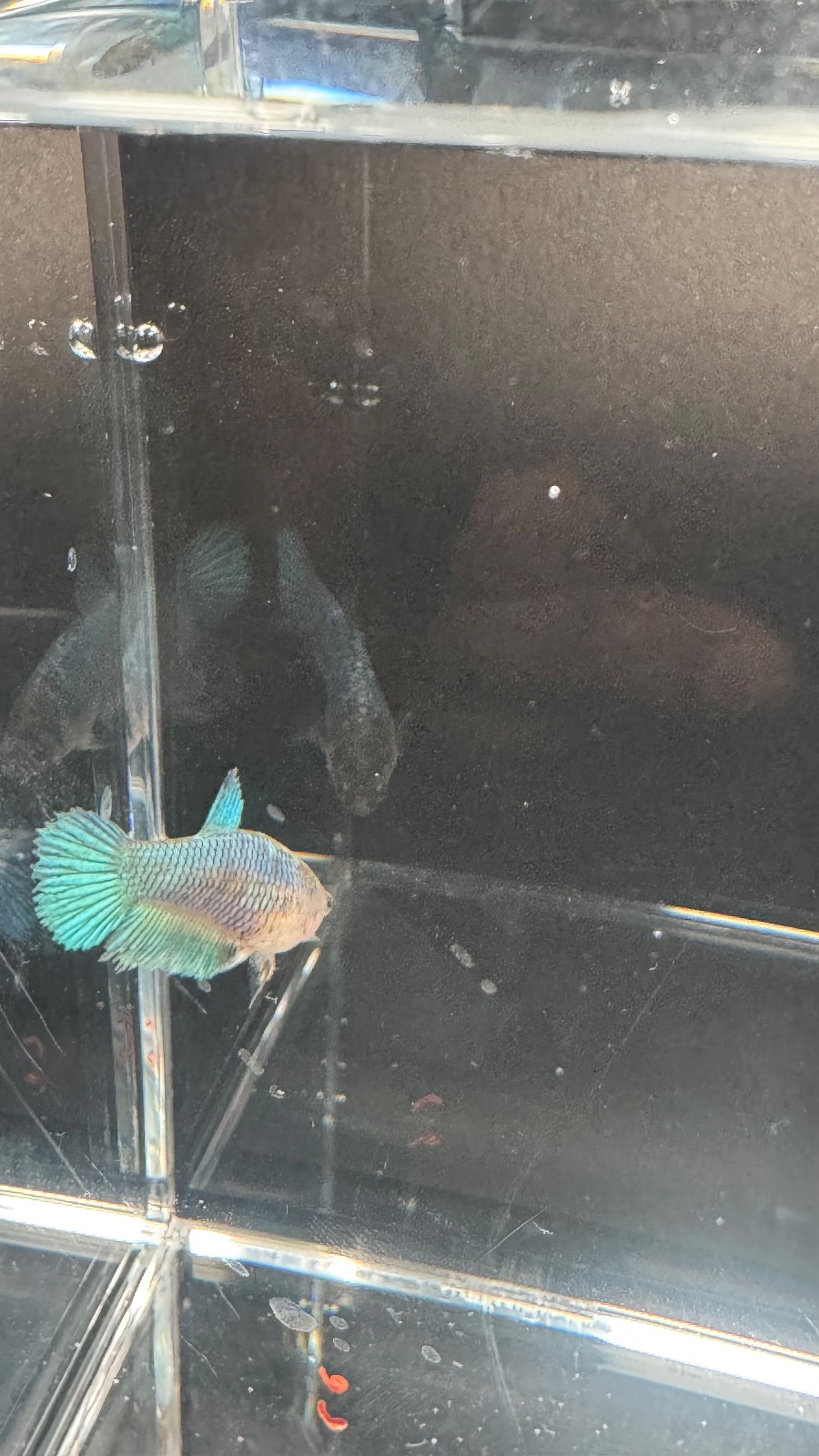 Peter — Blue, Green, Multicolour Female betta fish