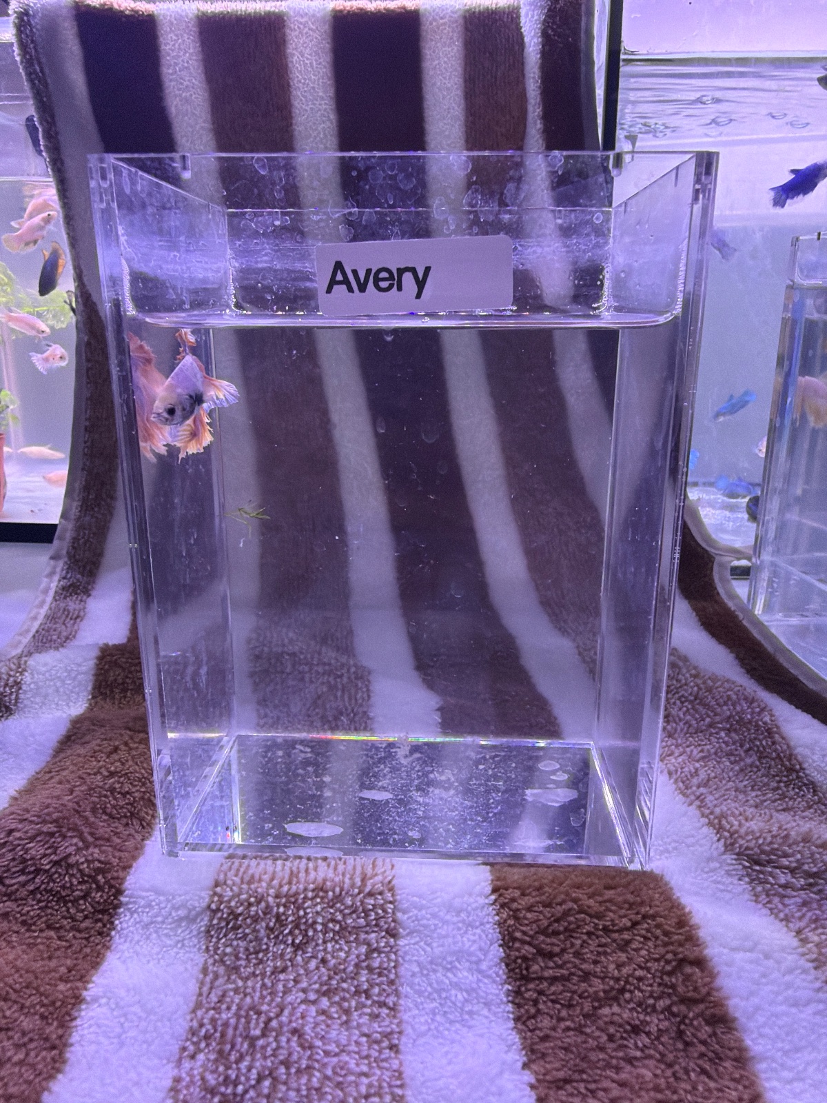 Avery — Pink, Blue, Orange Male betta fish