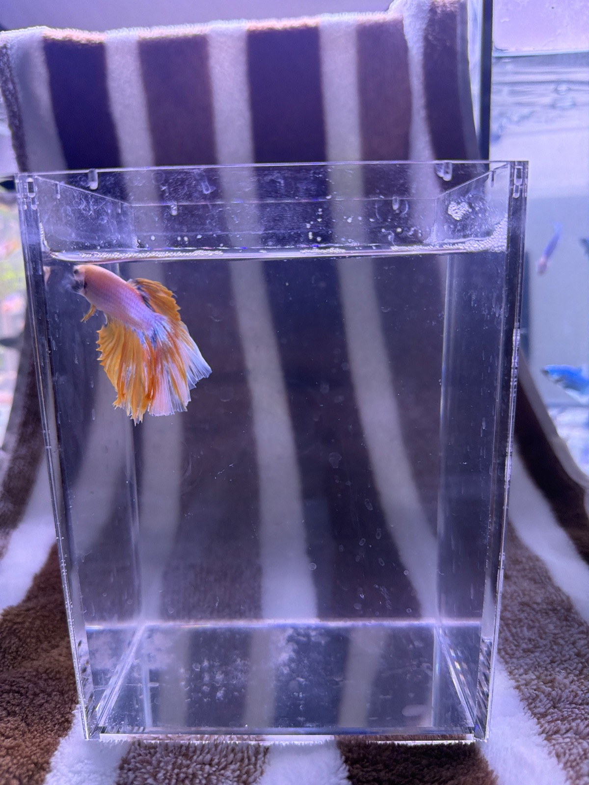 Yellow — Pink, Blue, Orange Male betta fish