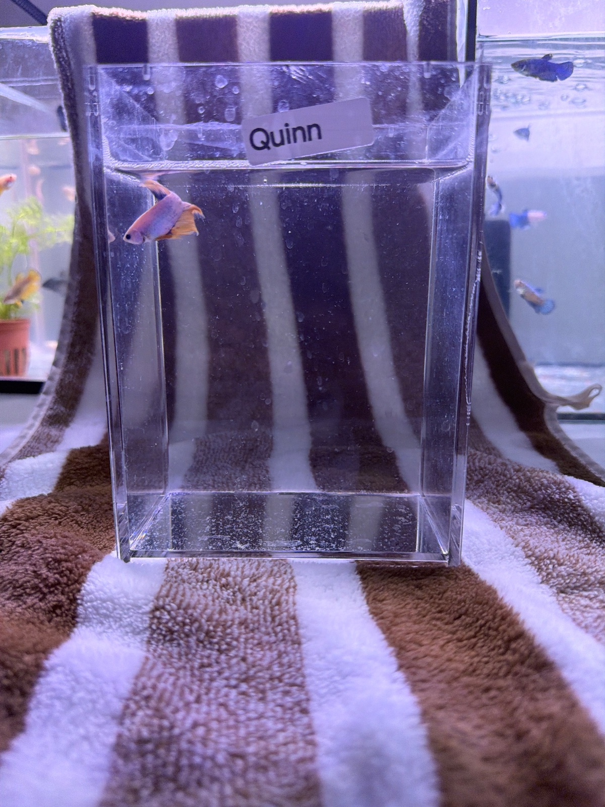 Quinn — Pink, Blue, Orange Male betta fish