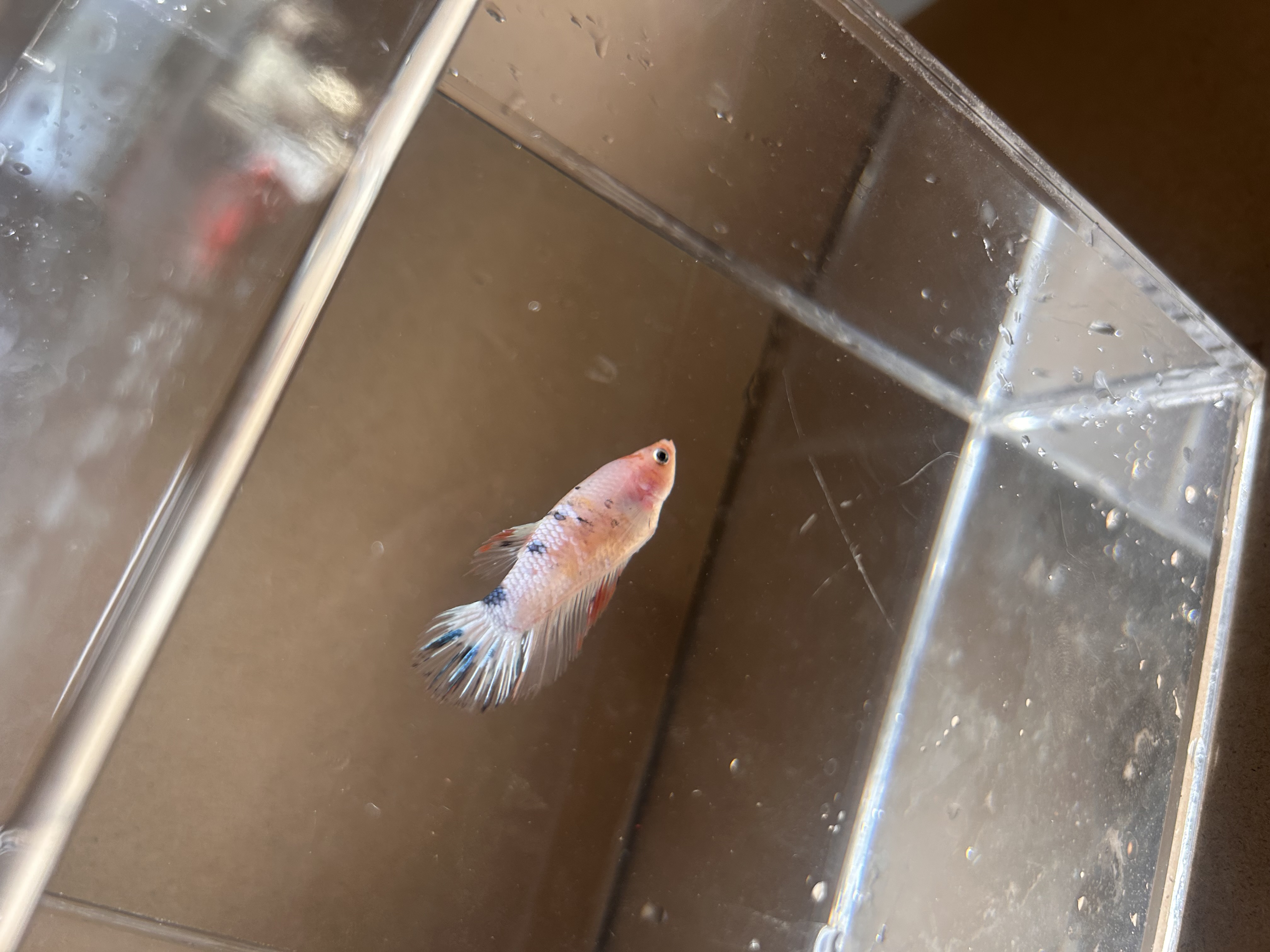 Honey — Blue, Pink, Red, White Female betta fish
