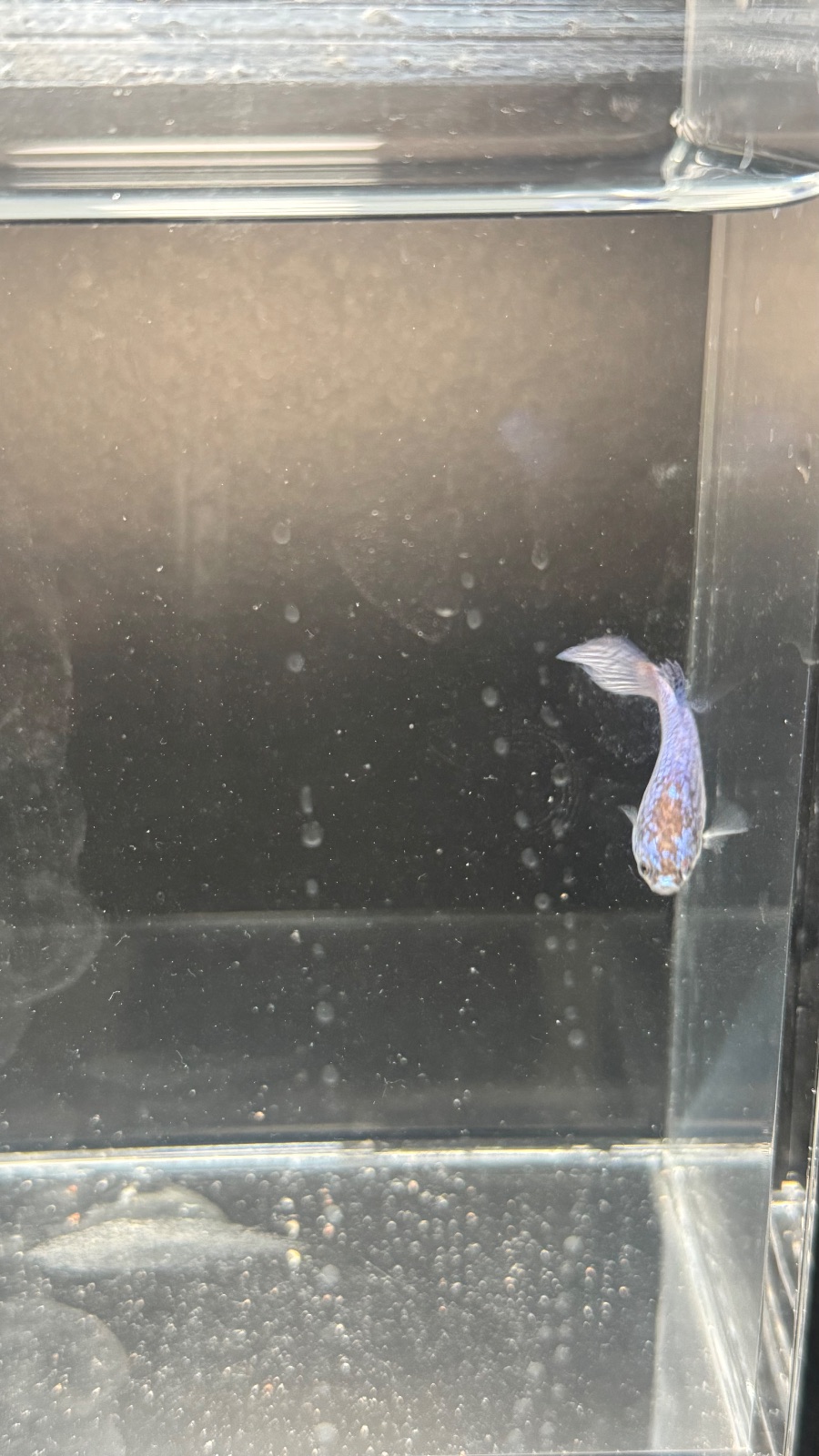 Ocean — Blue, Purple, Pink, White, Multicolour Female betta fish