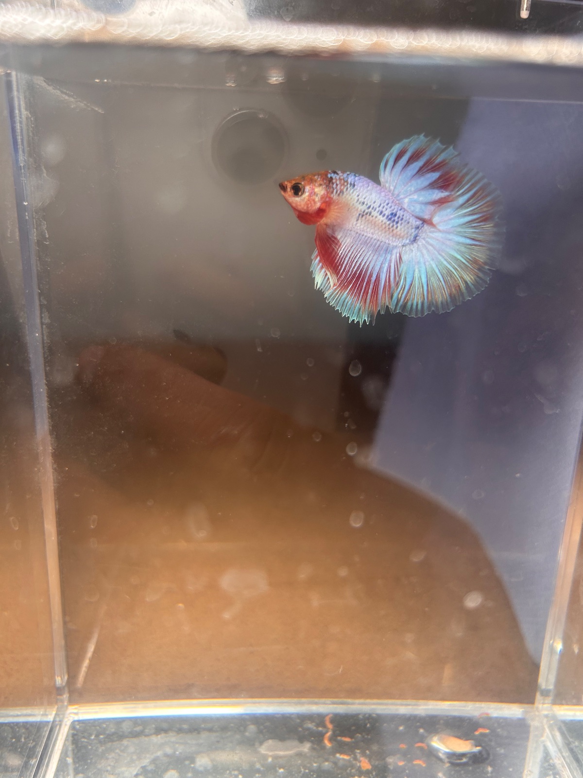 Oakley — Red, White, Blue Male betta fish