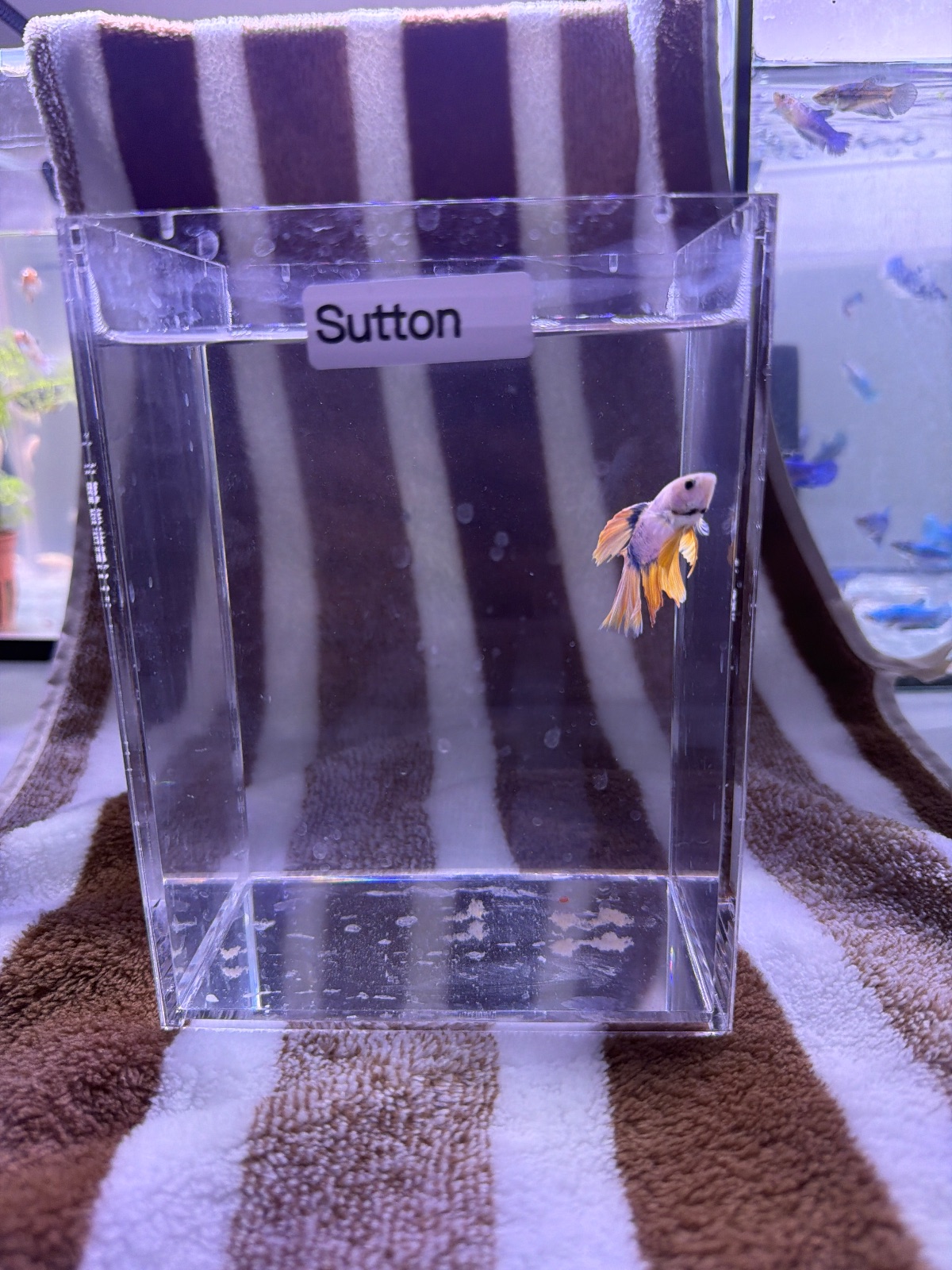Sutton — Blue, Pink, Orange Male betta fish