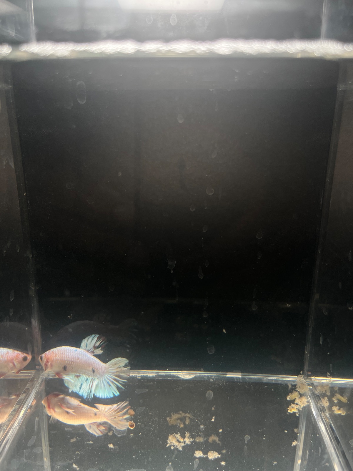 Jordan — Pink, White Male betta fish