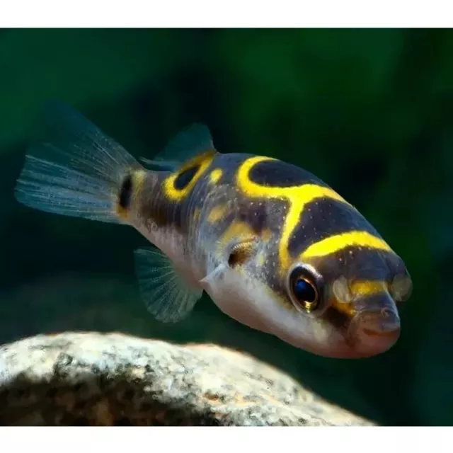 Figure 8 Puffer (Mixed) — Yellow, Black Male puffer fish