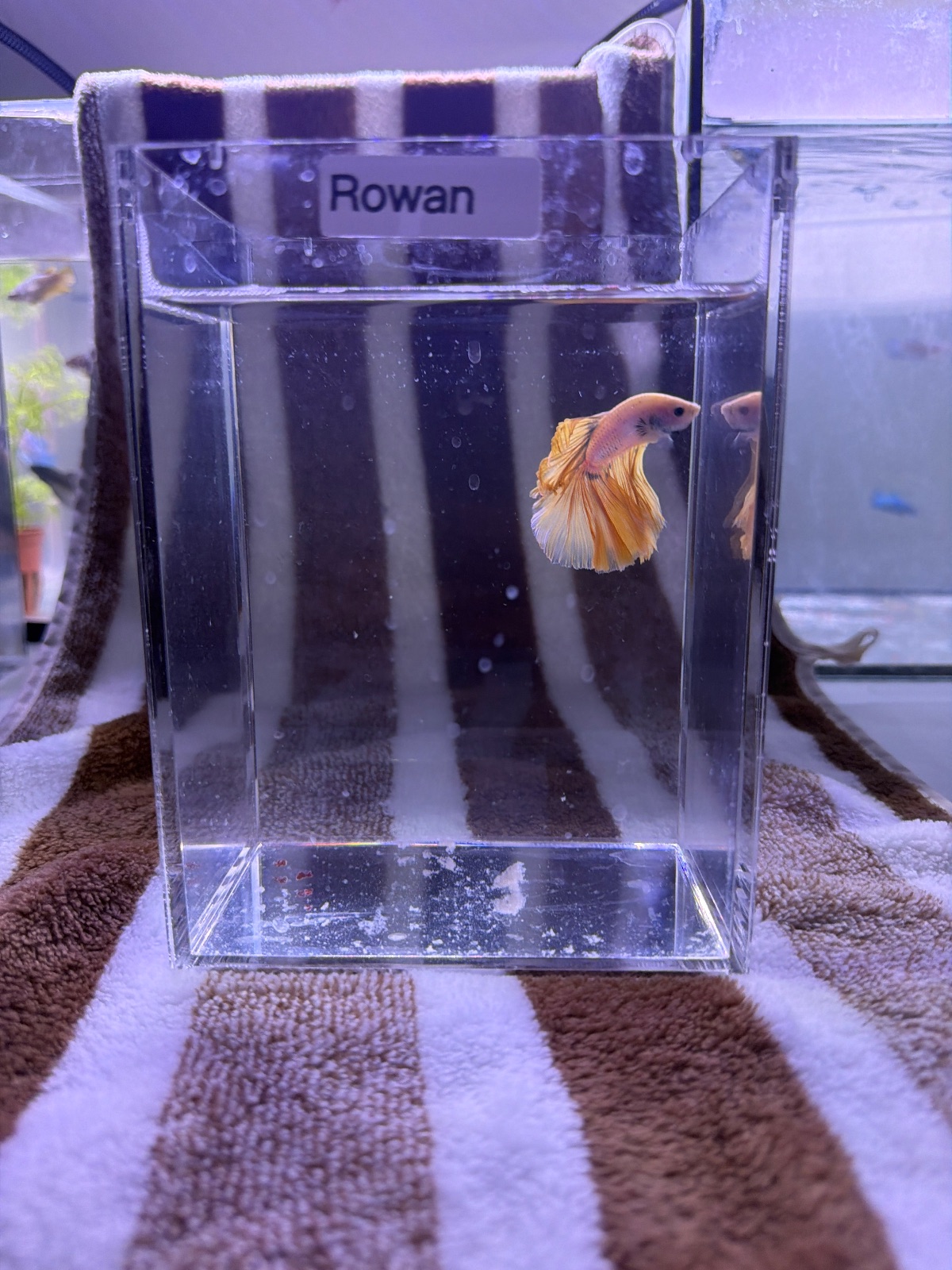 Rowan — Blue, Orange, Pink Male betta fish