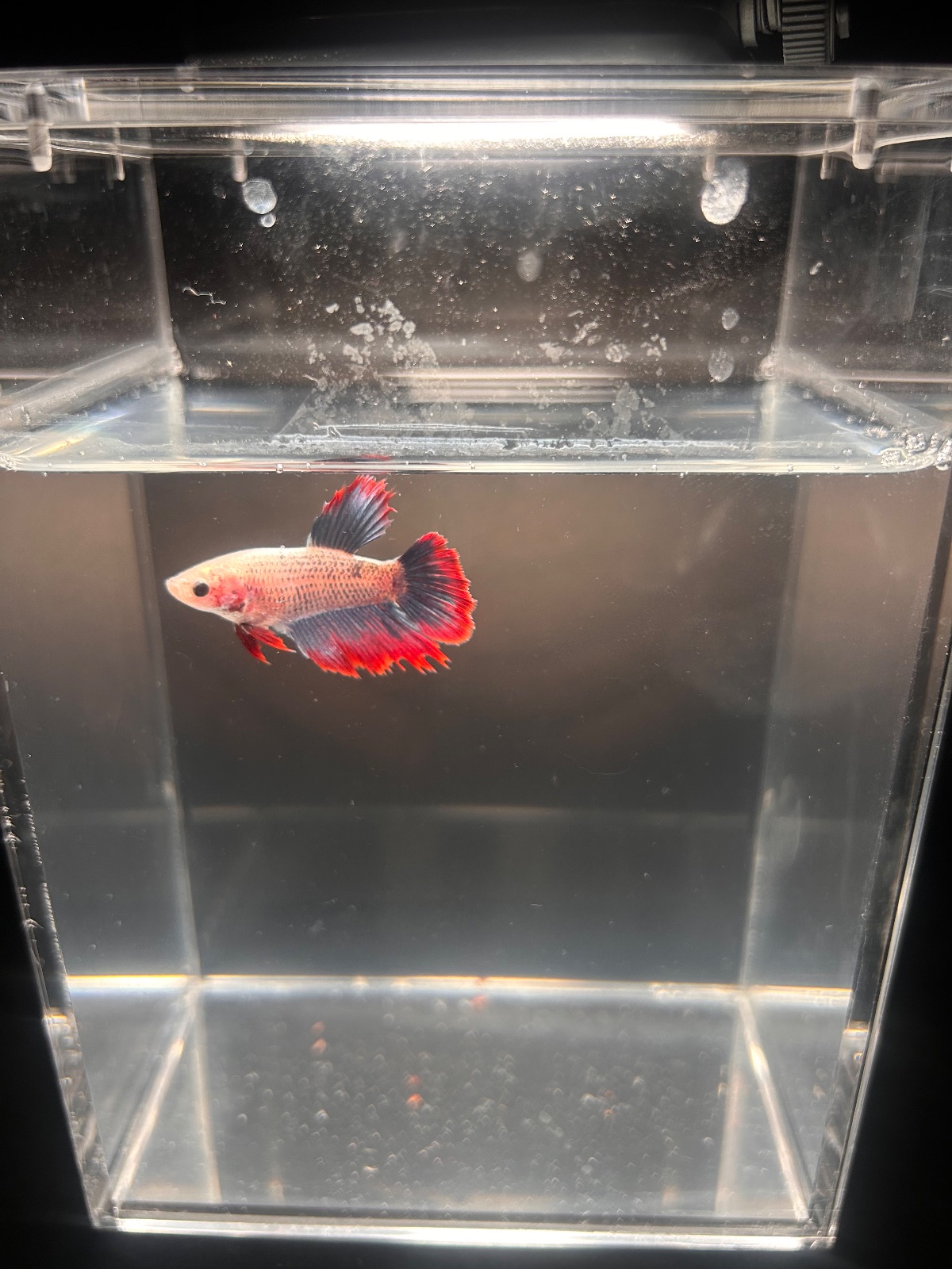 Flare — Pink, Red, Blue Male betta fish
