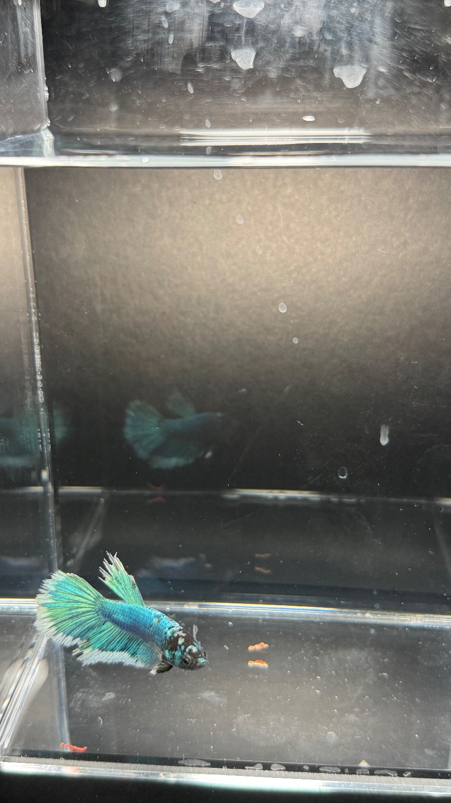 Muffin — Blue, Green, Black Male betta fish