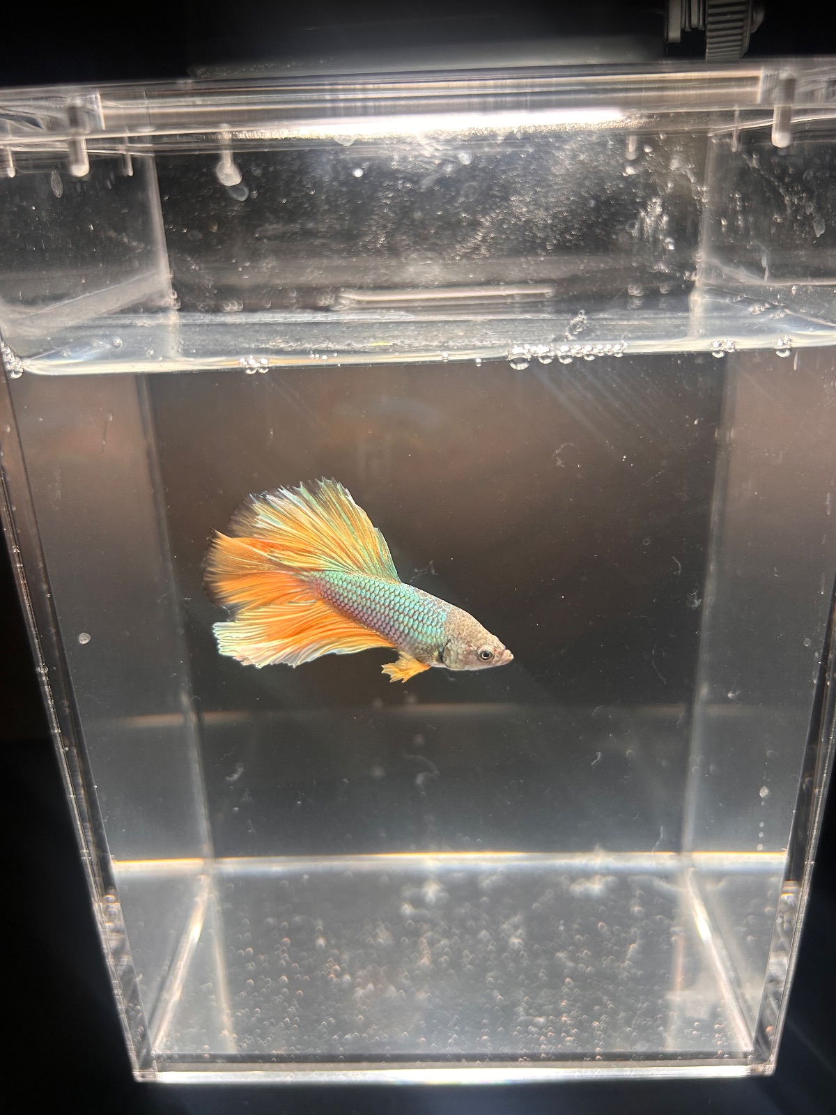 Storm — Blue, Yellow, Green Male betta fish
