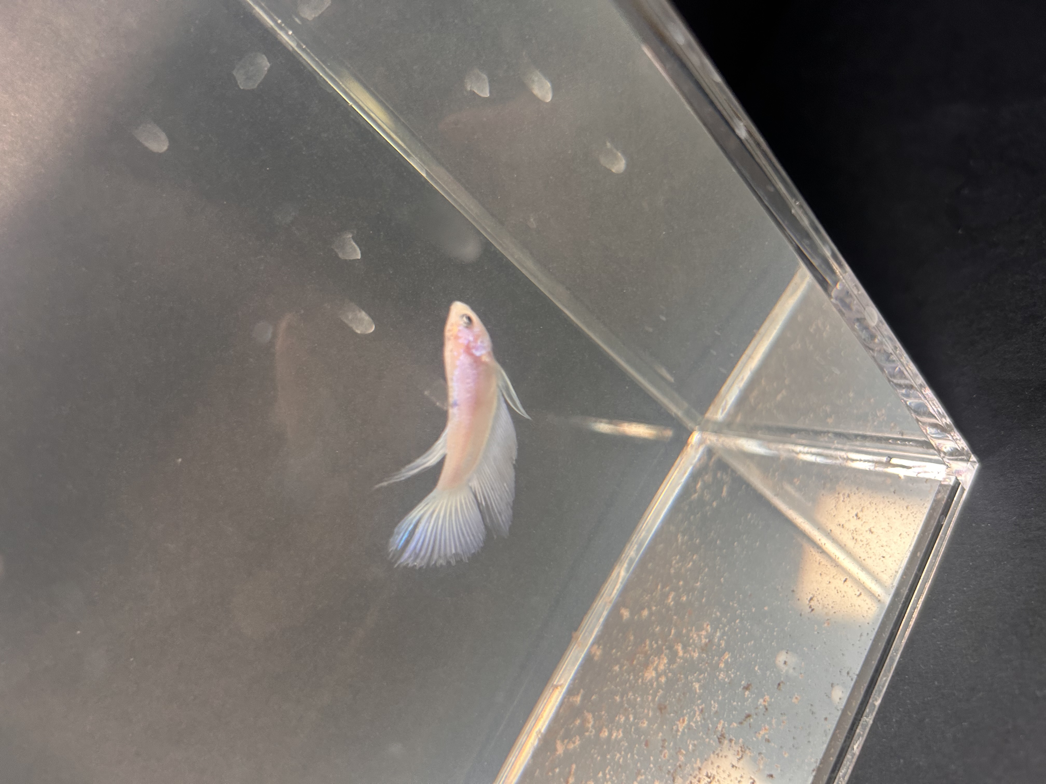 Echo — White, Pink, Multicolour Male betta fish