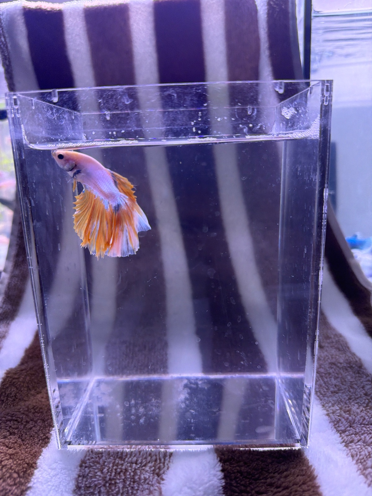 Yellow — Pink, Blue, Orange Male betta fish