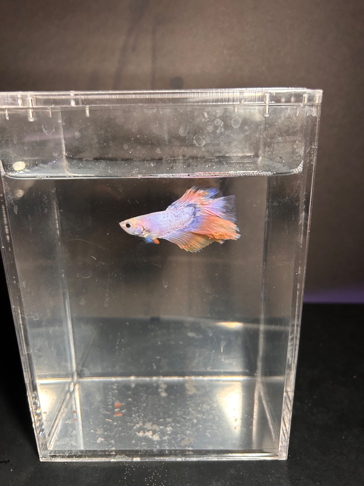 Sage — Purple, Green, Yellow, Pink Male betta fish