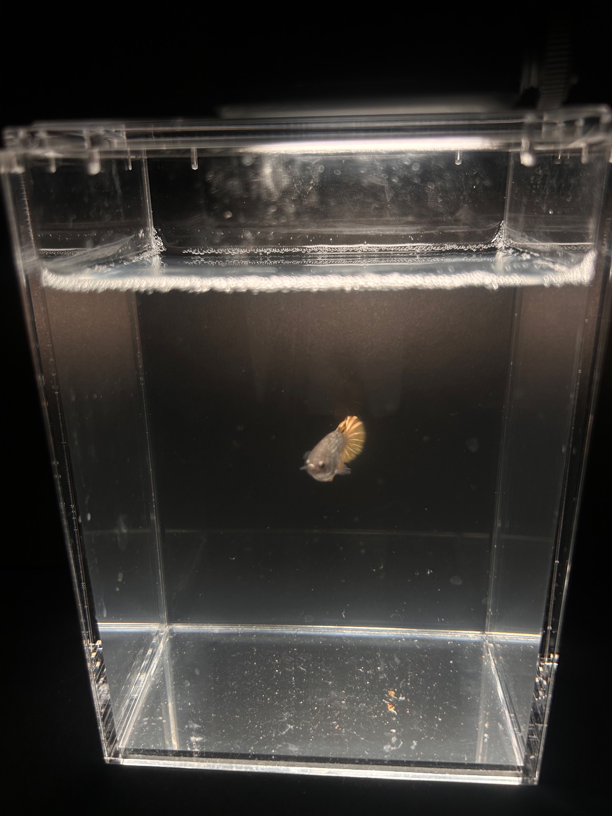 Jade — Black, Yellow Female betta fish