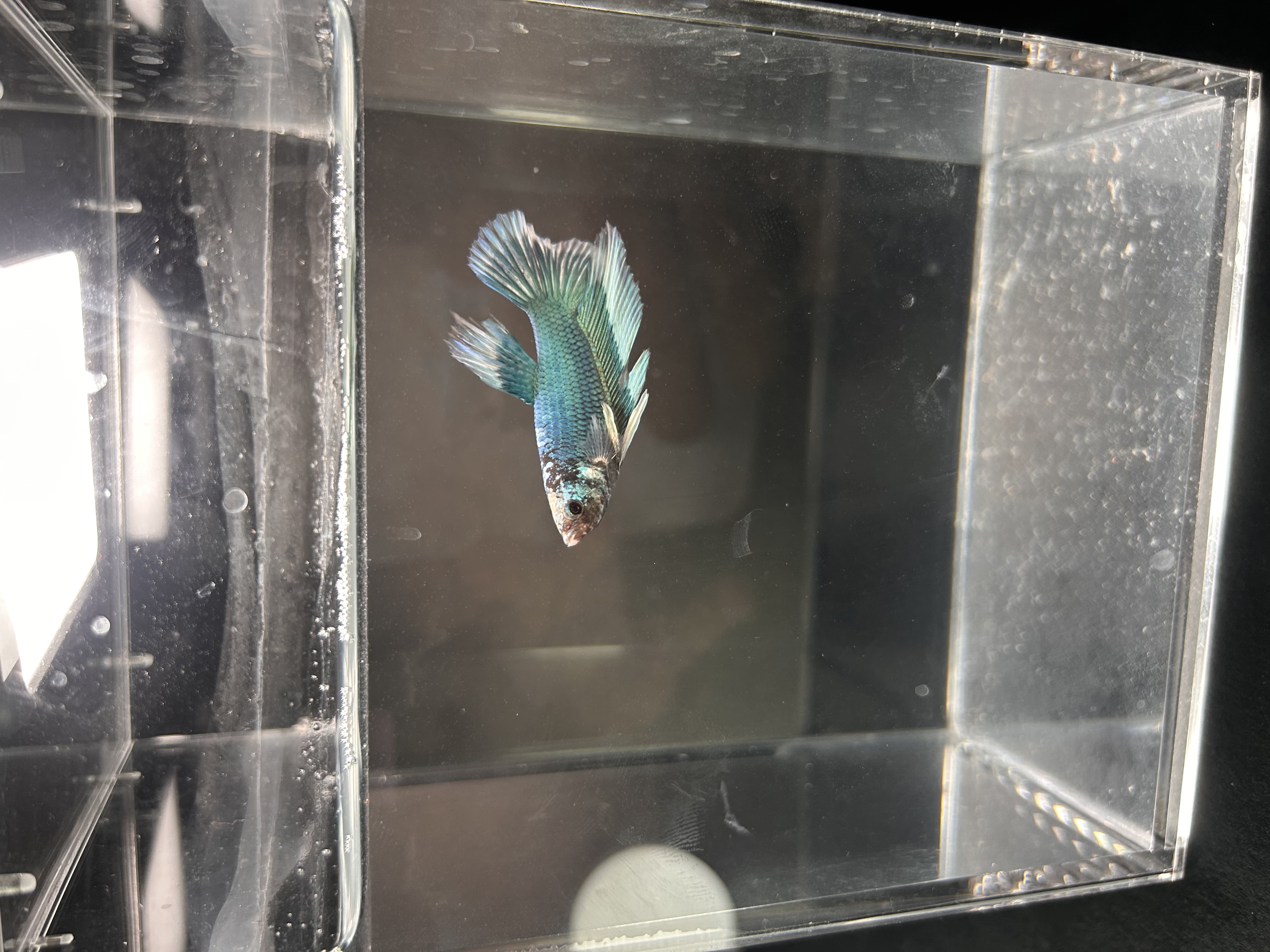 Rocky — Blue, Green Male betta fish