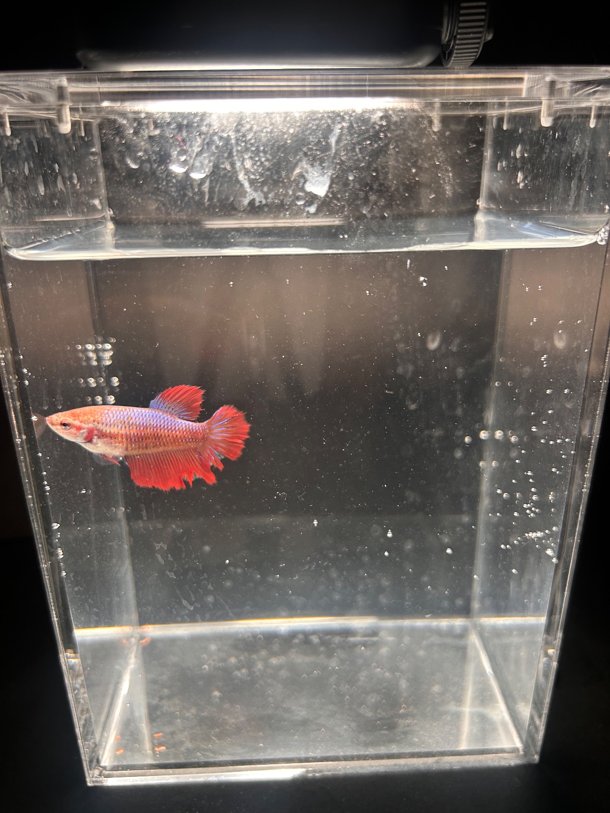 Angel — Red Female betta fish