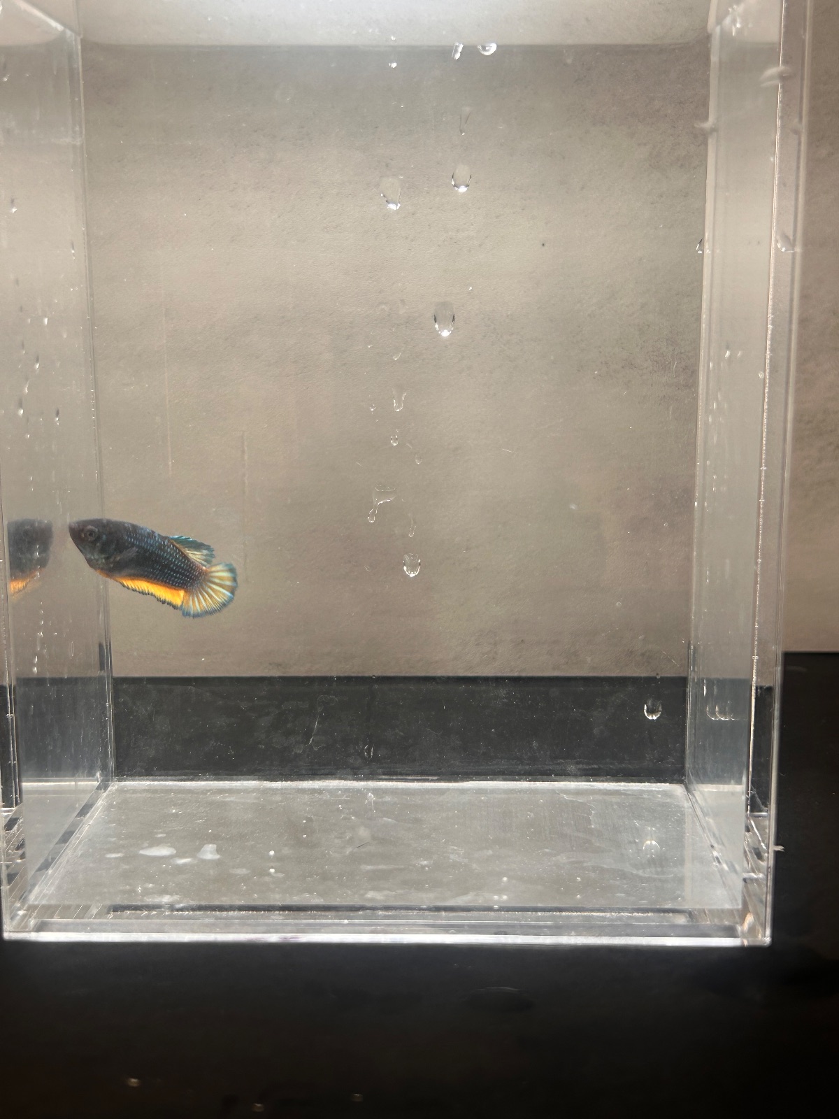 Pearl — Black, Copper Female betta fish