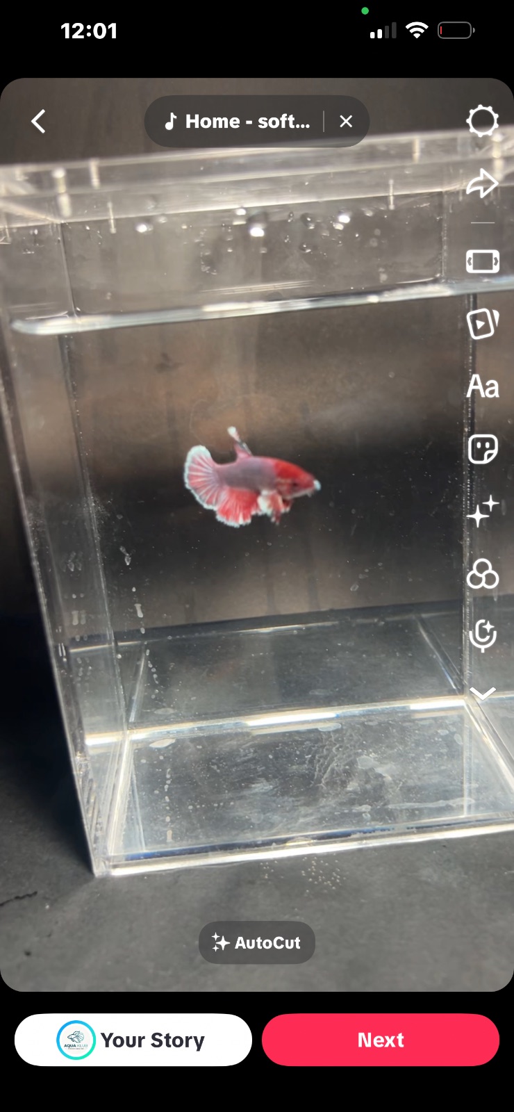 Poppy — Red, Blue Female betta fish