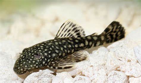 Bristlenose Pleco (Mix) — Male pleco / catfish