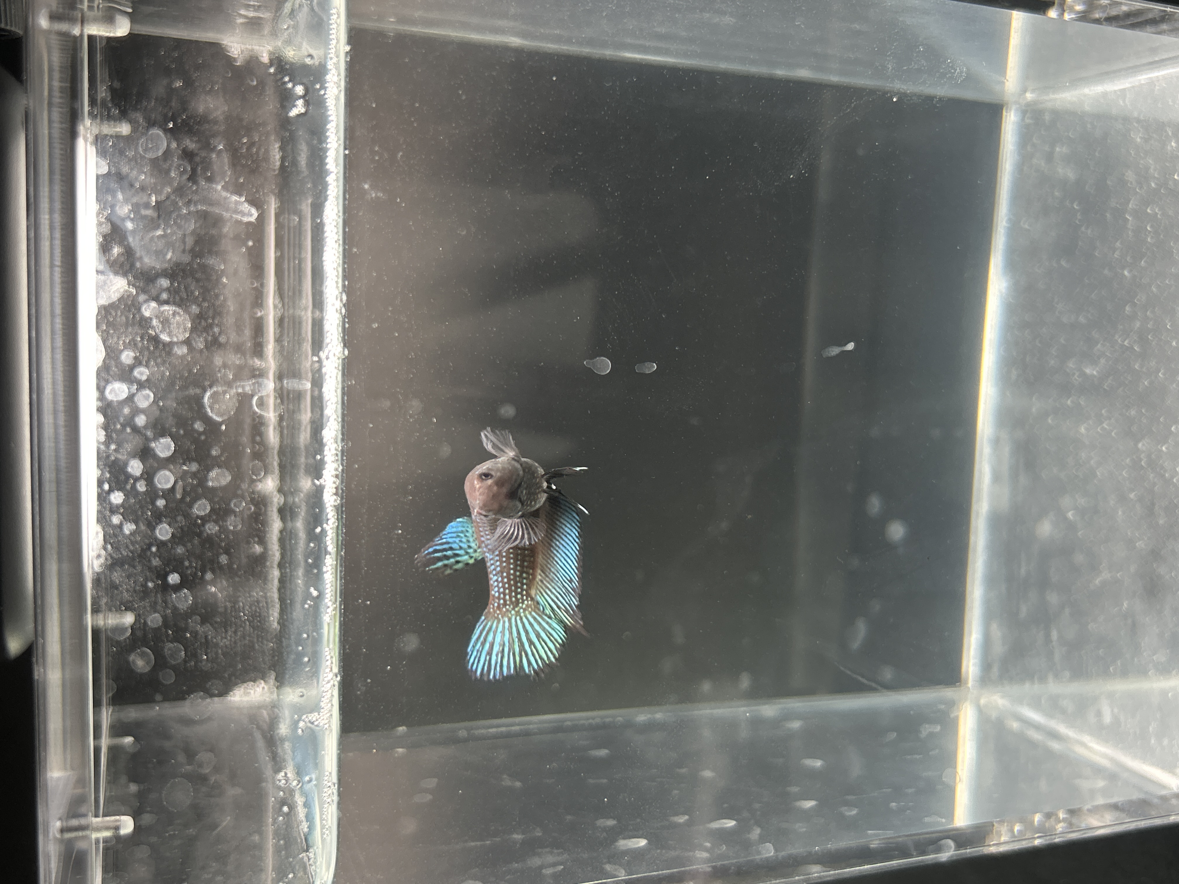 Penelope — Blue, Green, Black, Multicolour Female betta fish