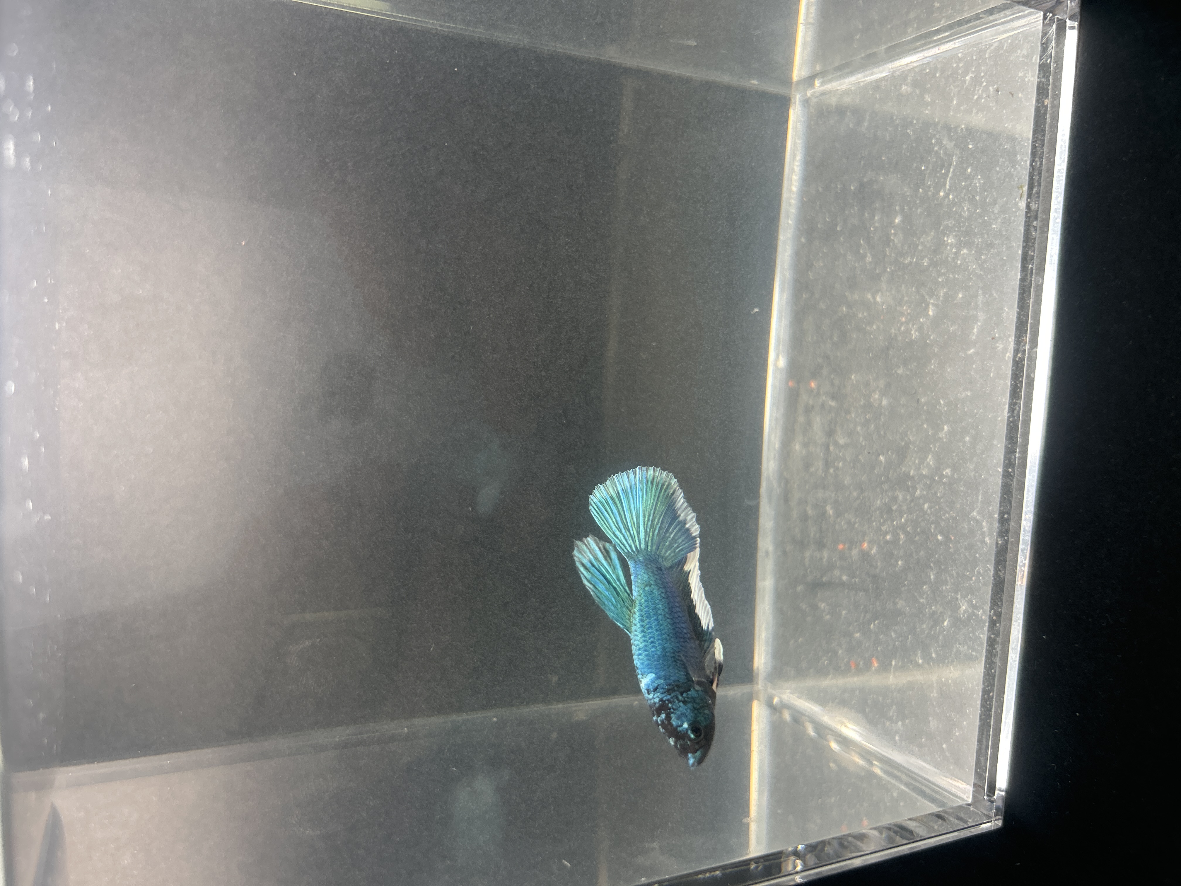 Sushi — Green, White, Red, Black Male betta fish