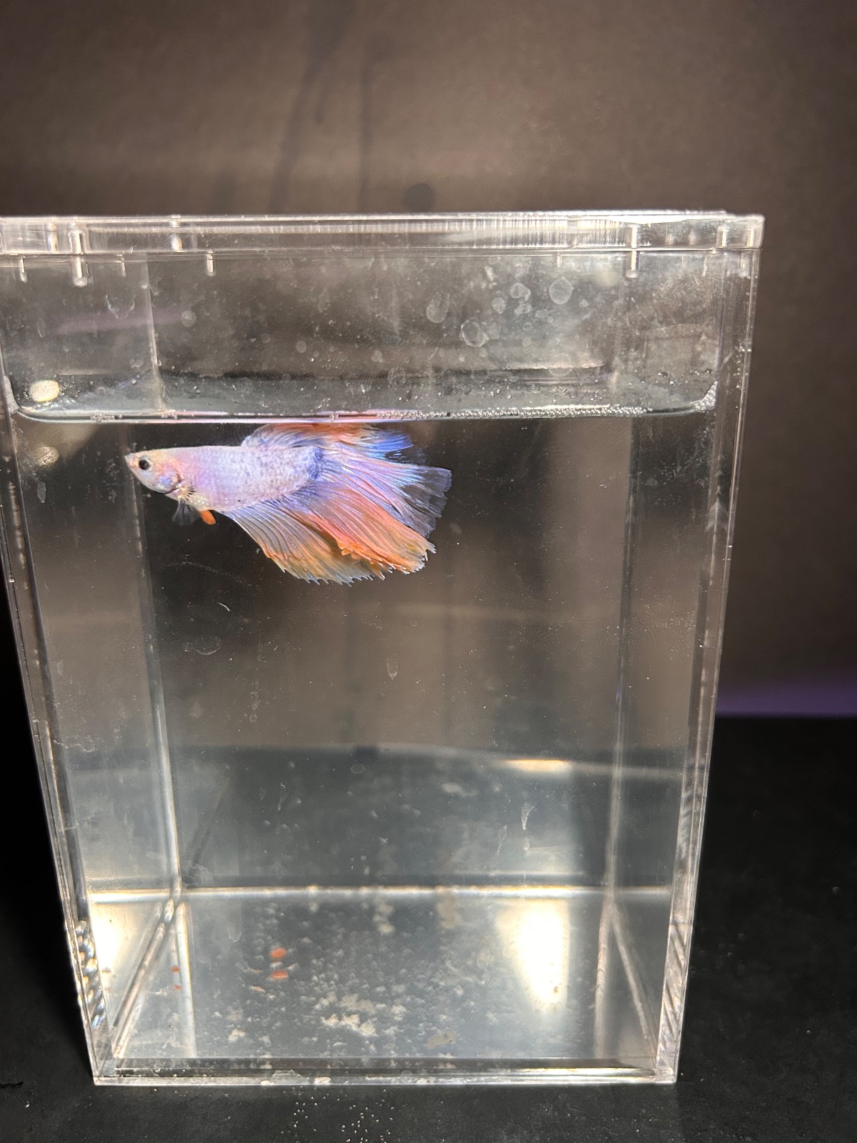 Sage — Purple, Green, Yellow, Pink Male betta fish