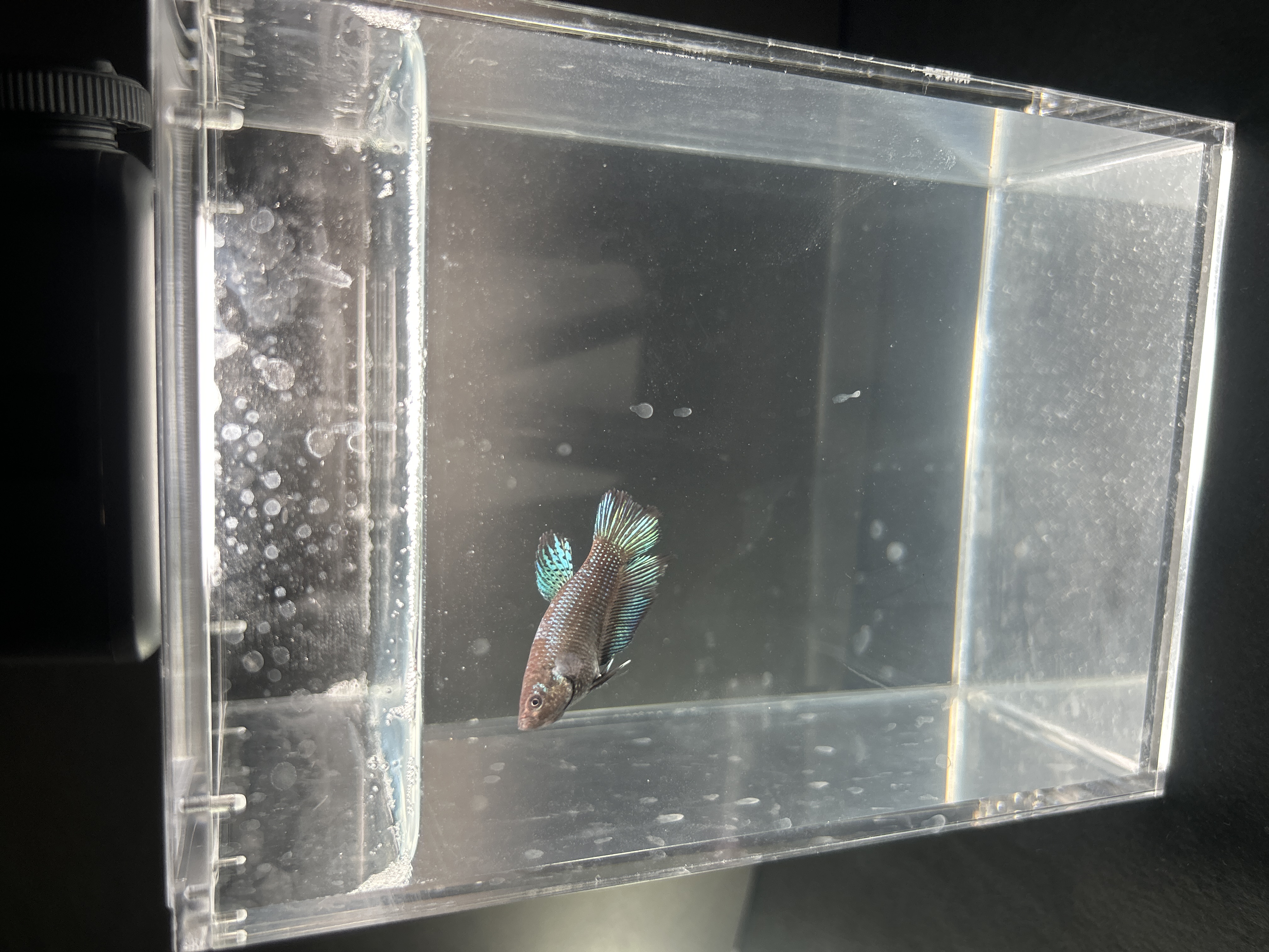 Penelope — Blue, Green, Black, Multicolour Female betta fish