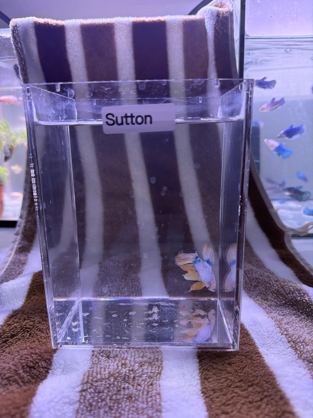 Sutton — Blue, Pink, Orange Male betta fish