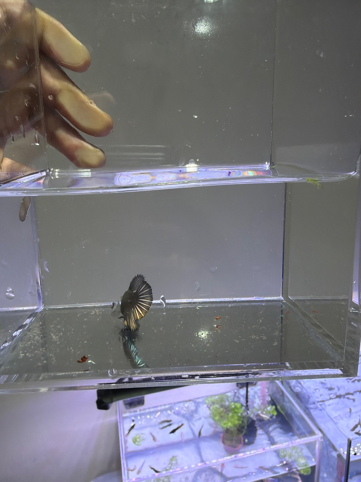 Chloe — Female betta fish