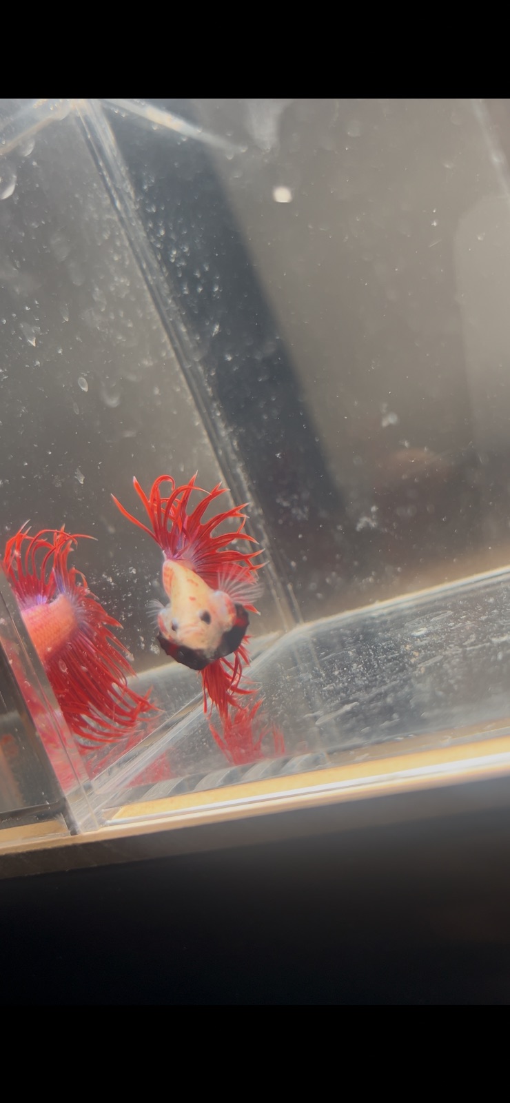 Doug — Red, Black Male betta fish