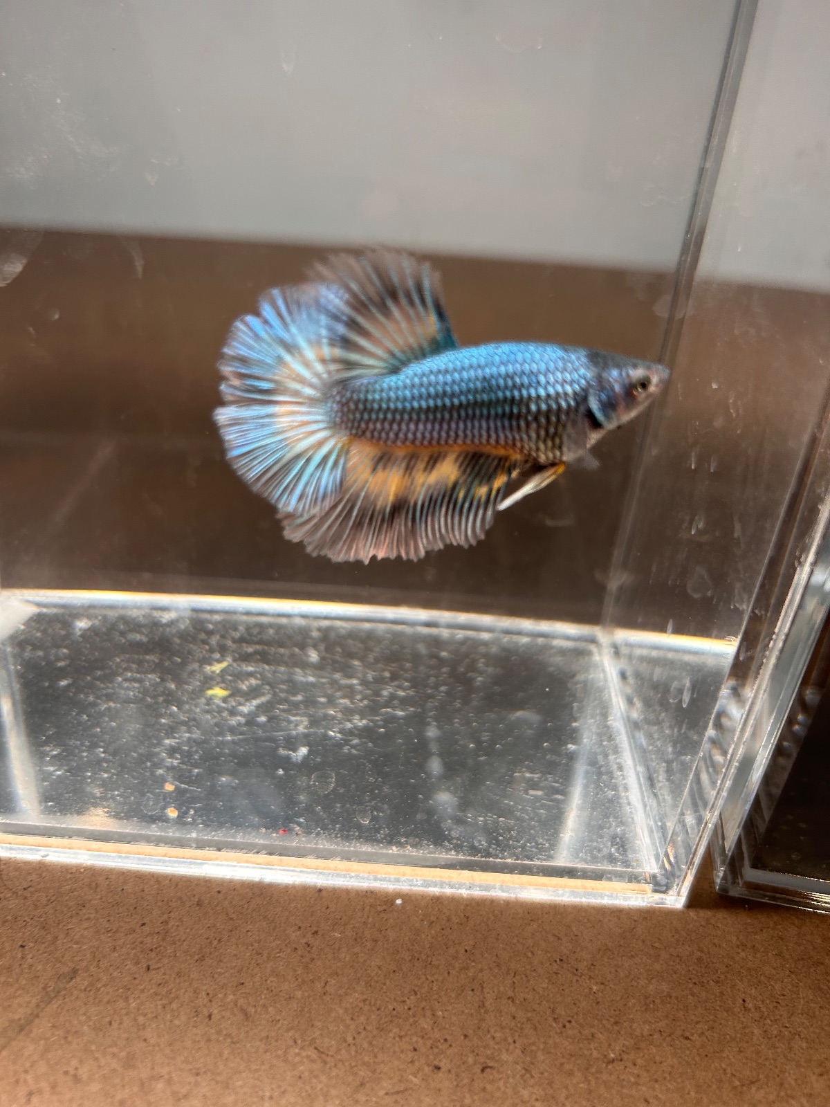 Ben — Green, Yellow, Black Male betta fish