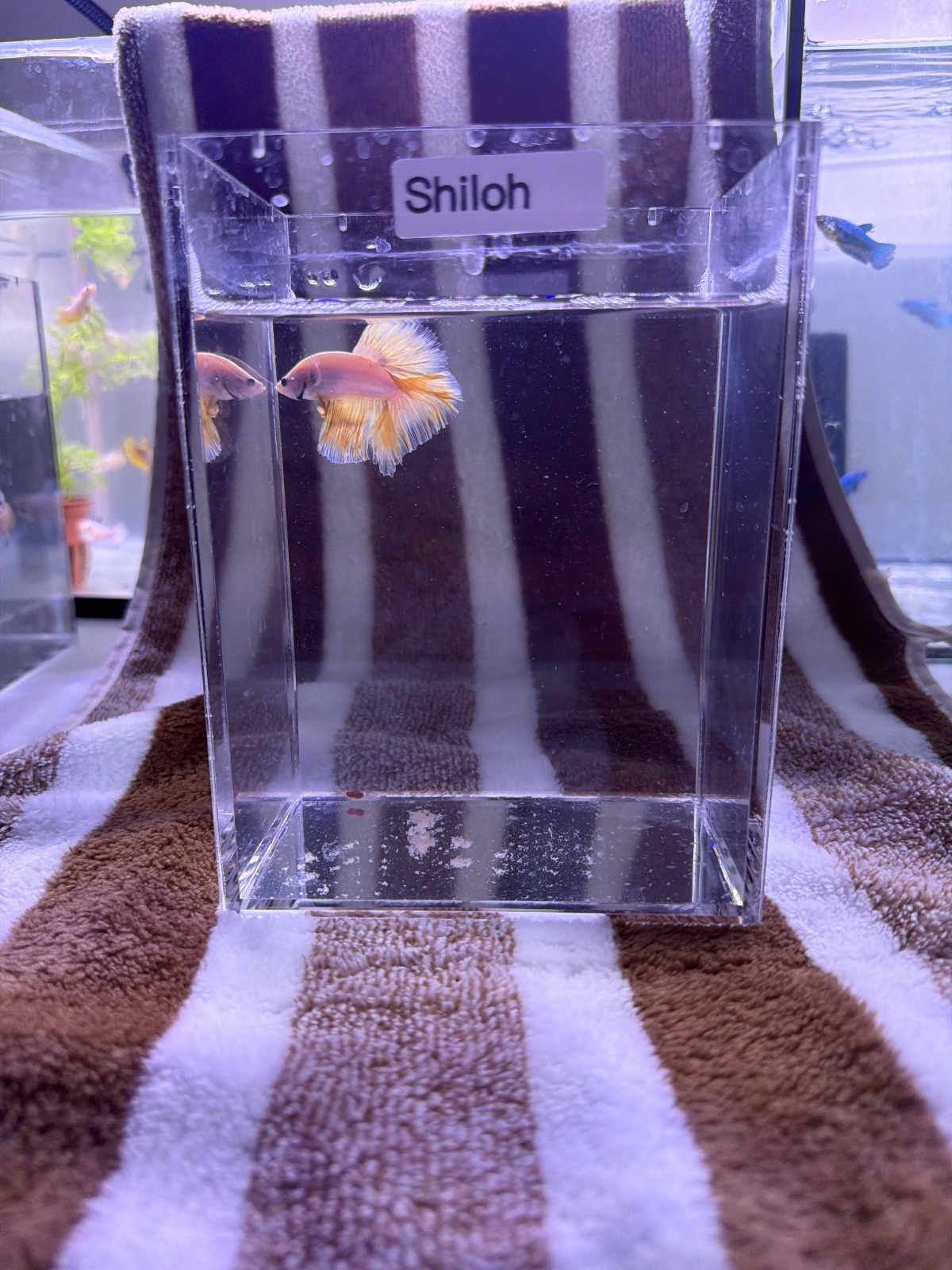 Shiloh — Blue, Pink, Orange Male betta fish