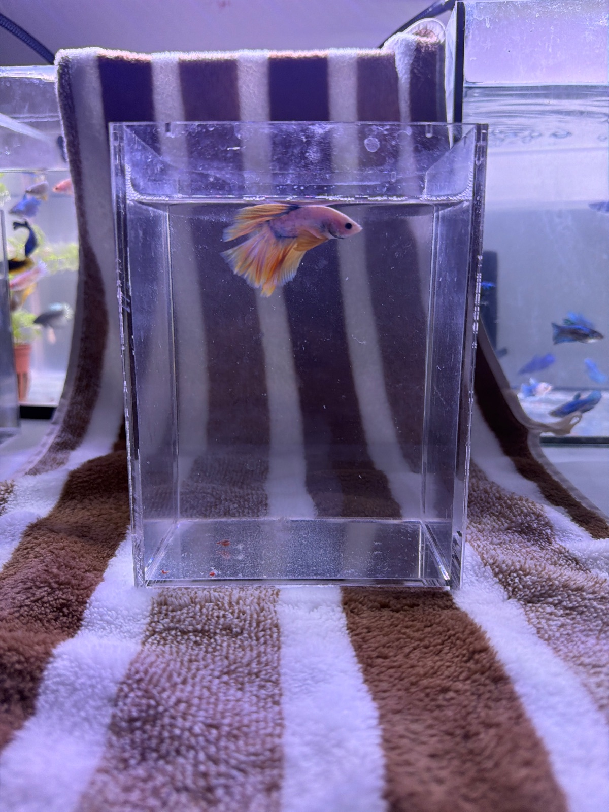 Kiko — Pink, Orange, Blue Male betta fish