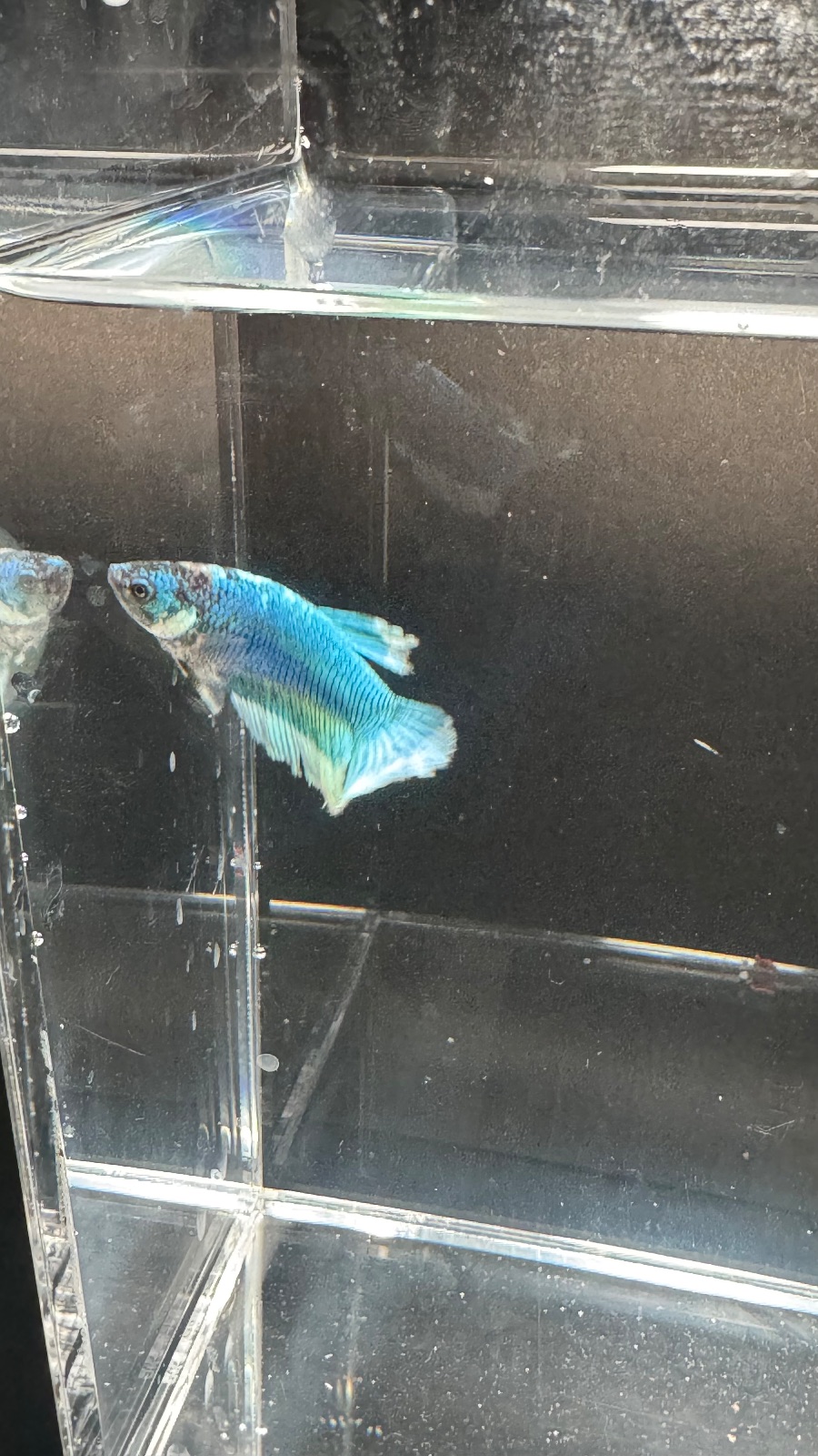 Safari — Blue, Green, Multicolour, White Male betta fish