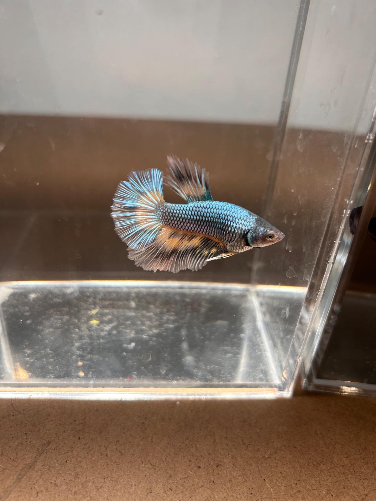 Ben — Green, Yellow, Black Male betta fish