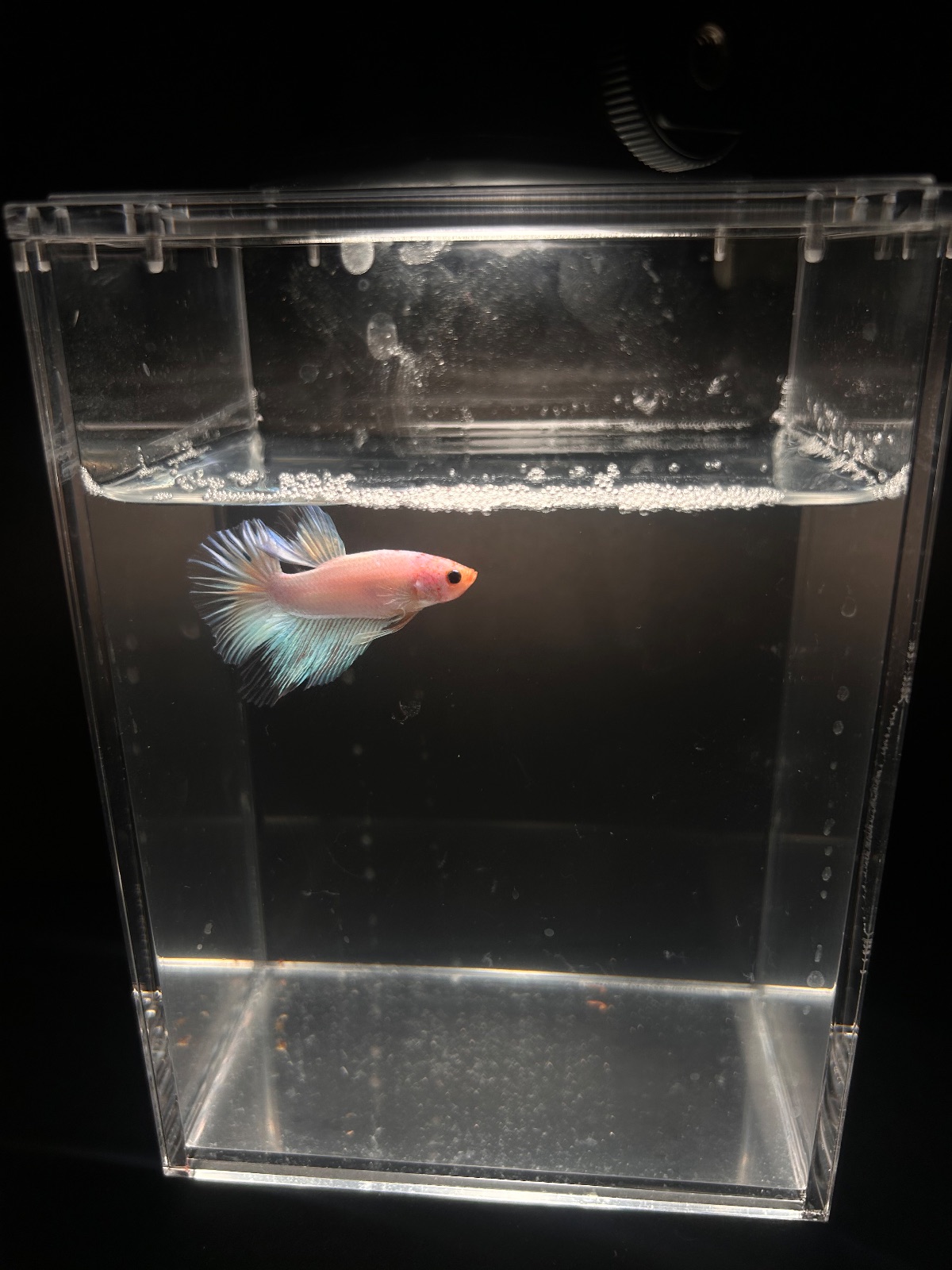 Opal — Blue, White Male betta fish