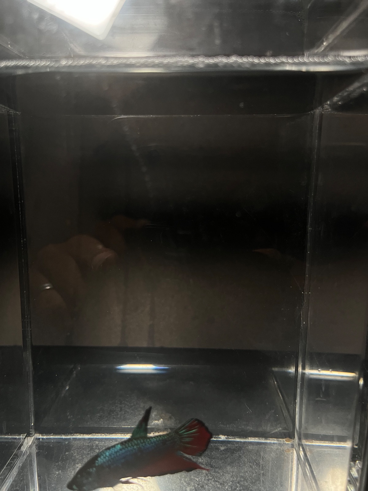 Optimus — Red, Blue Male betta fish