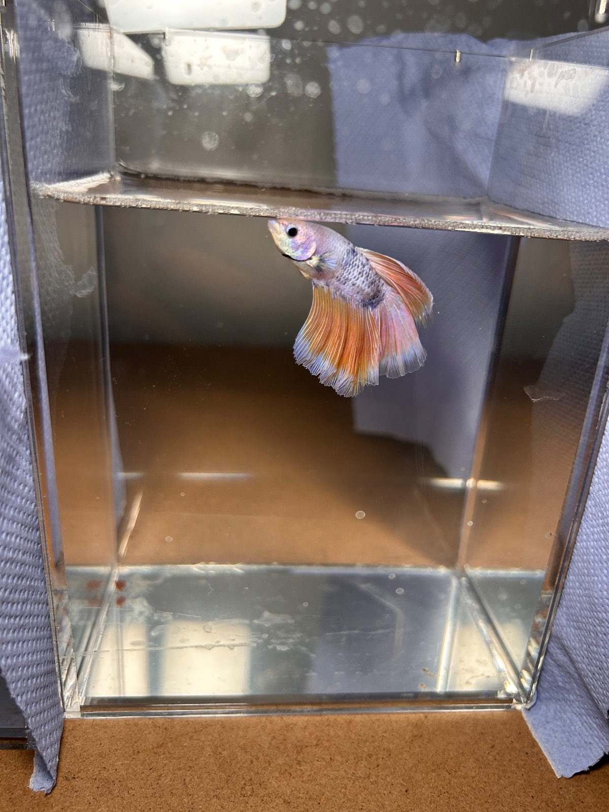 Ellis — Yellow, Purple, Blue Male betta fish
