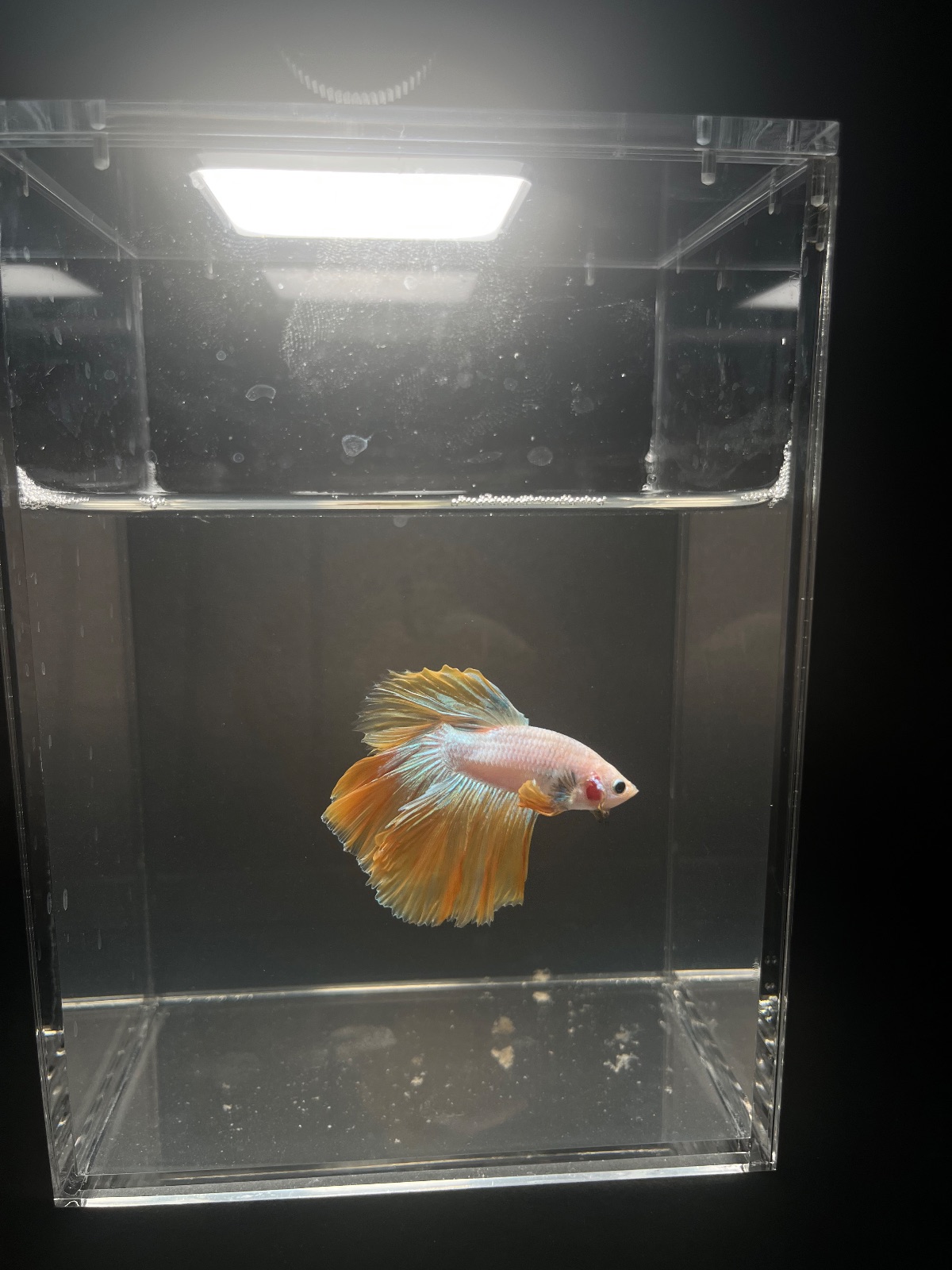 Sunflower — Orange, White Male betta fish