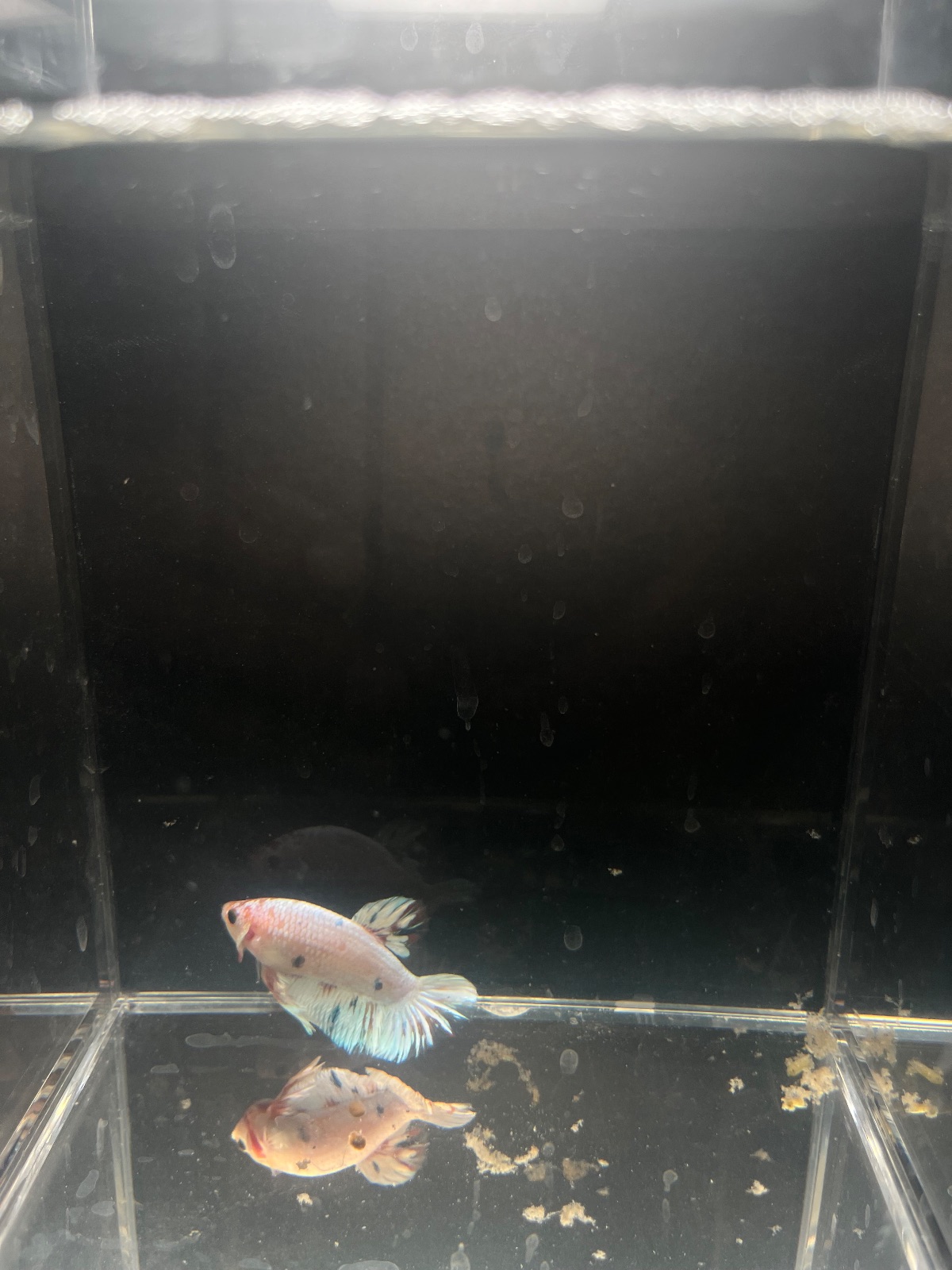 Jordan — Pink, White Male betta fish