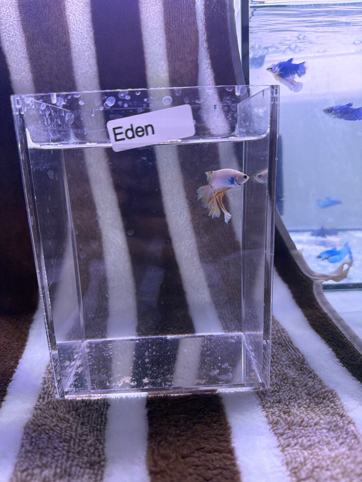 Eden — Pink, Orange, Blue Male betta fish