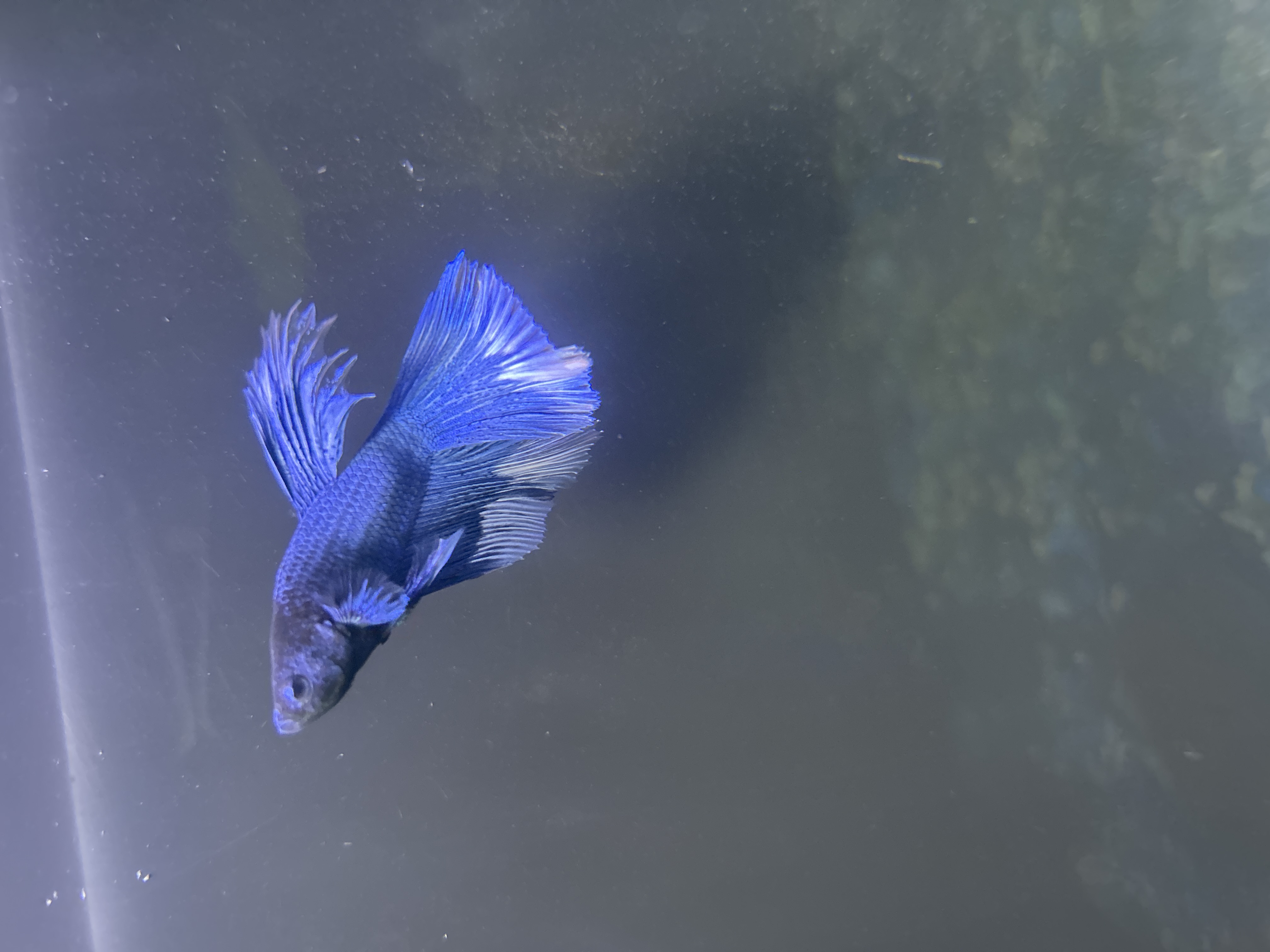 Nova — Blue, White, Black Male betta fish