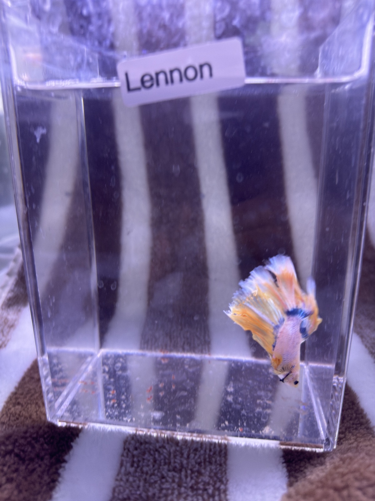 Lennon — Pink, Blue, Yellow Male betta fish