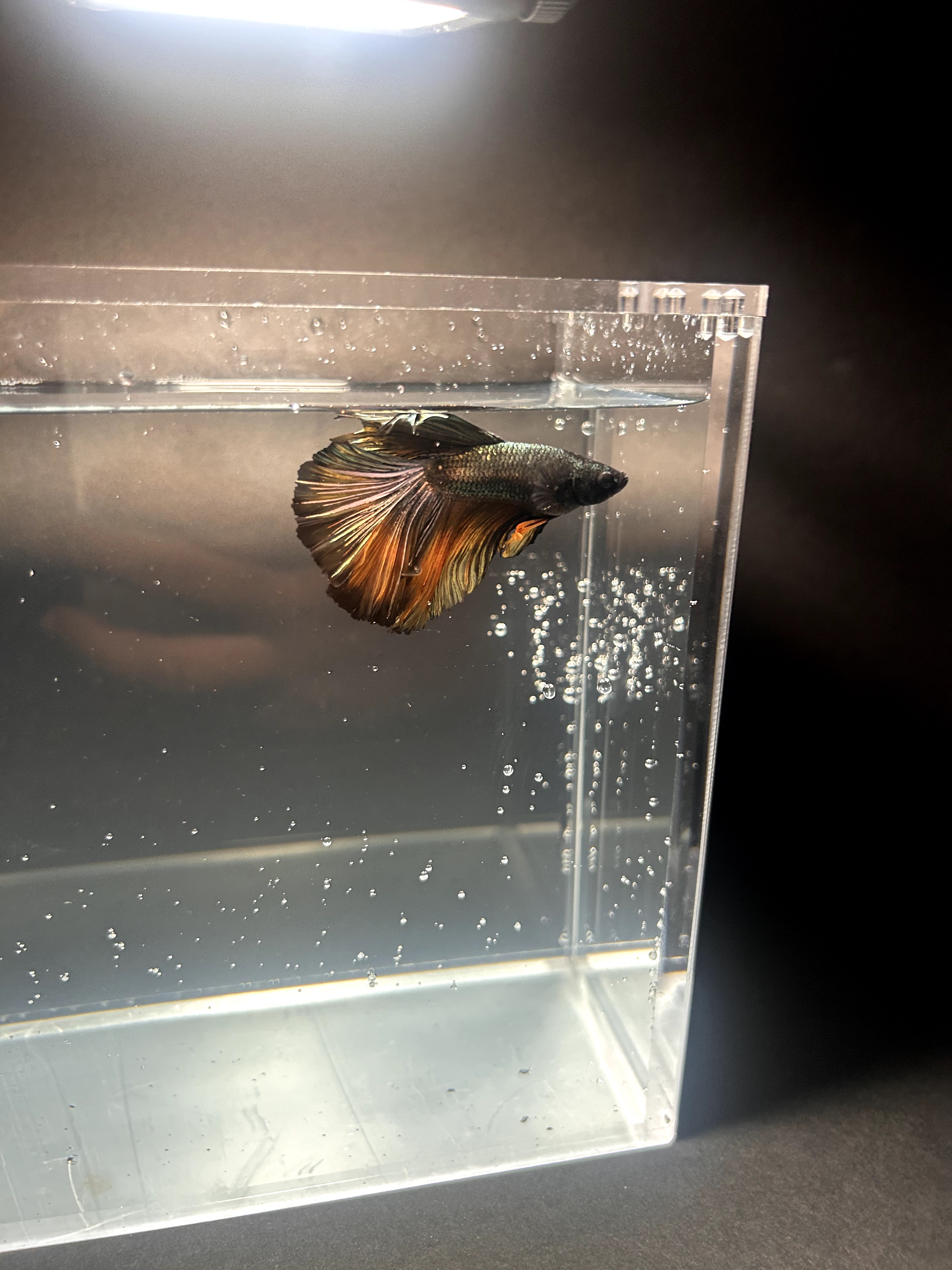 mustard — Black, Yellow, Copper Male betta fish