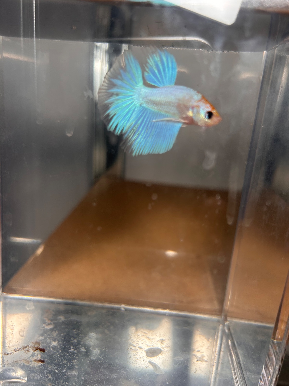 Remy — Blue, White Male betta fish