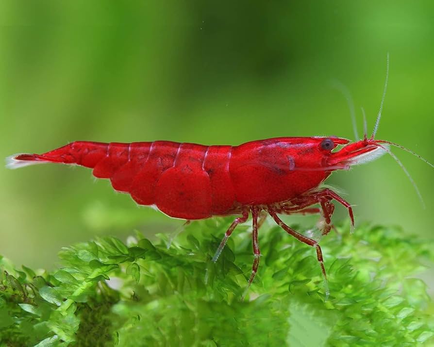 Shrimp (random) male/female — Red Male freshwater shrimp