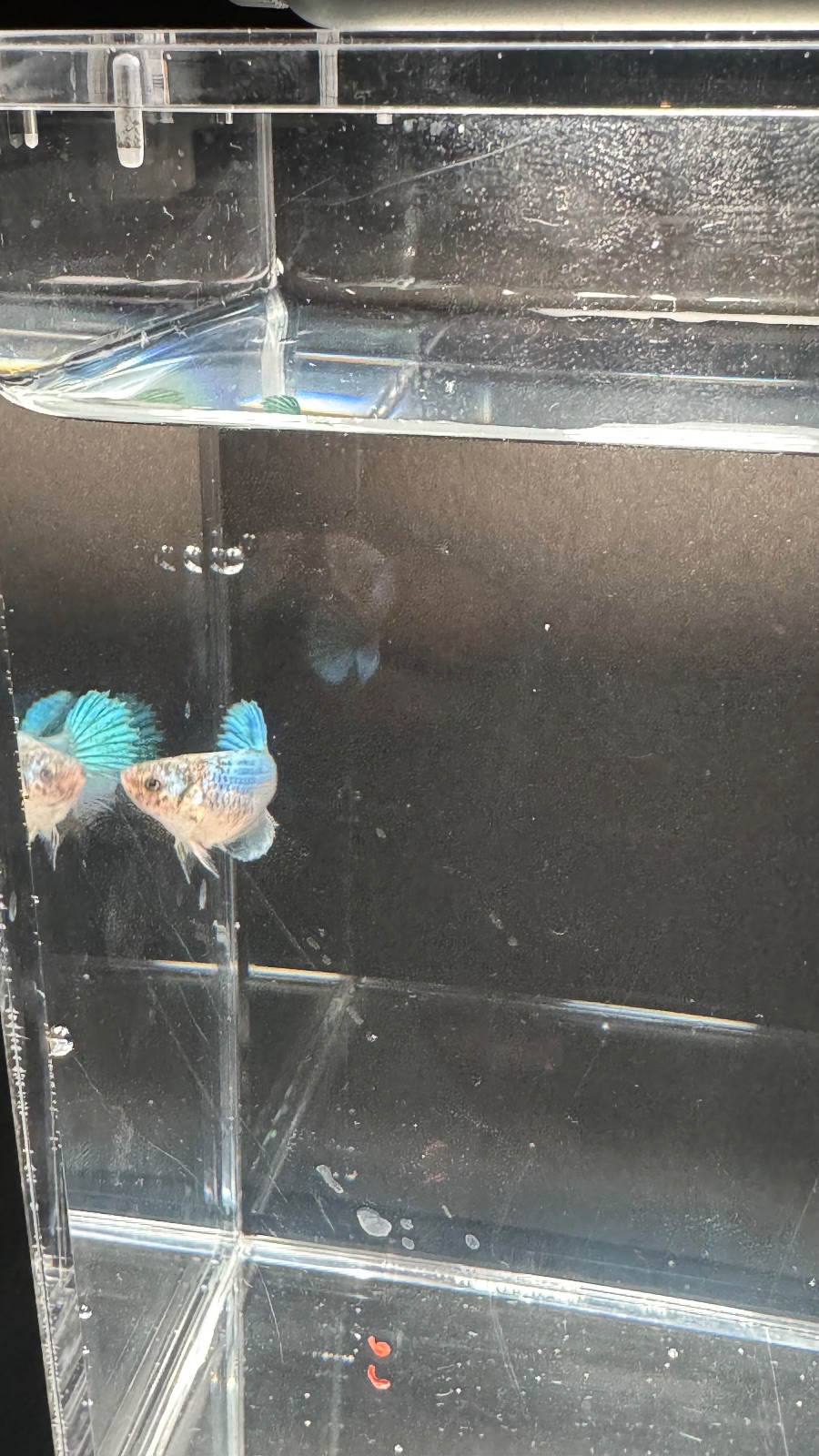 Peter — Blue, Green, Multicolour Female betta fish