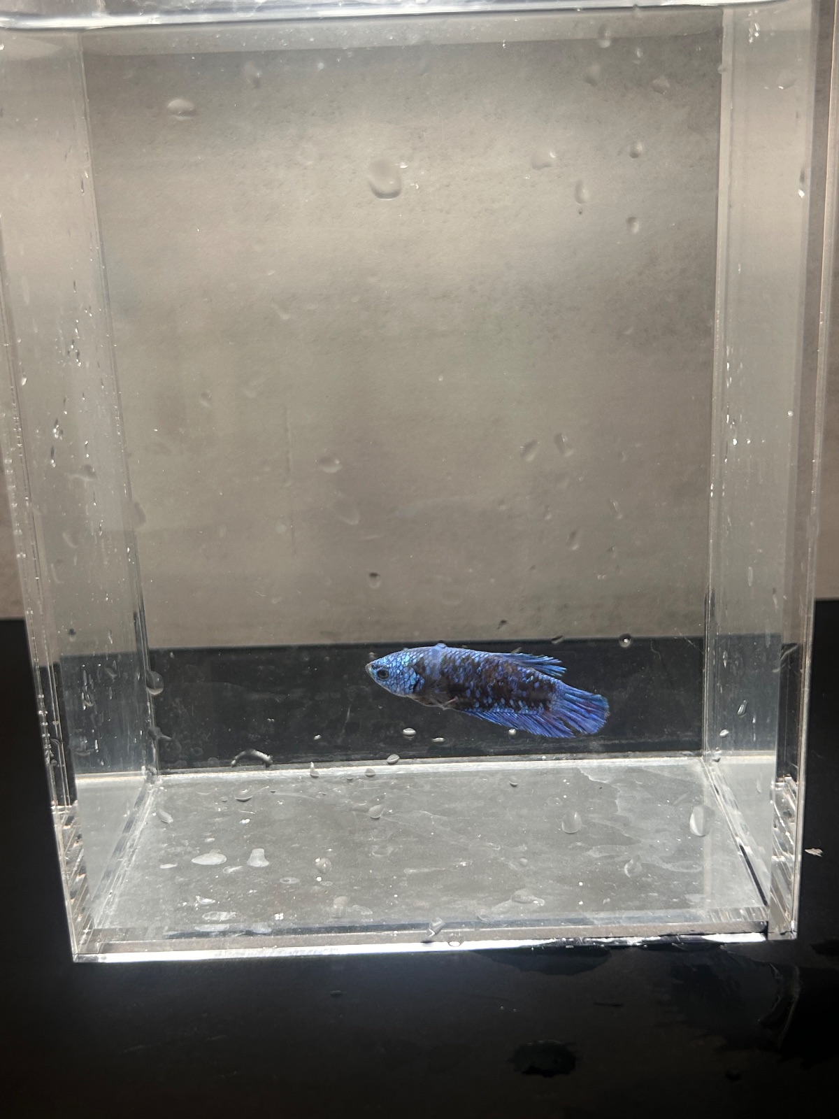 Hannah — Blue Female betta fish